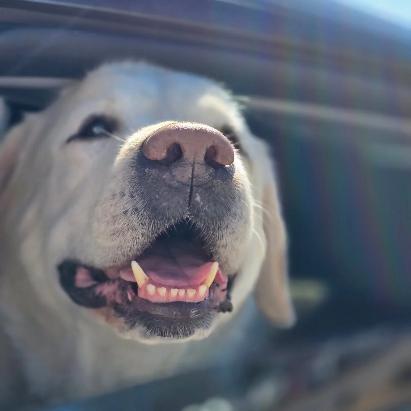 Adventure time with Trey &amp; Sienna! 🚘🐕🥜

Book your furkids' a playdate &amp; adventure for the pawlidays! #Christmaslights #shopping #peoplewatching #sniffari #ridealong #Labrador #goldenretriever #adventure #playdate #nwa #smallbusiness #local
