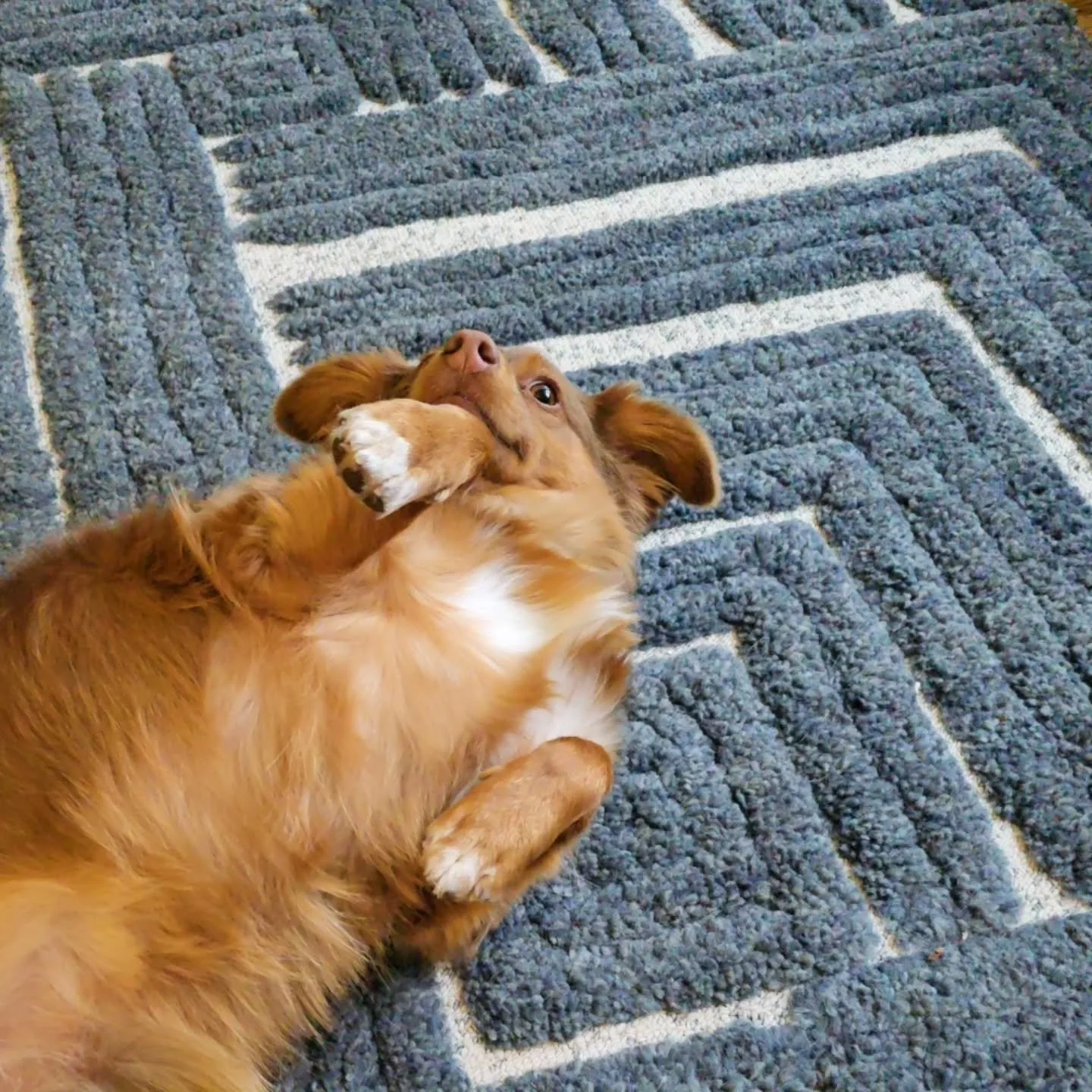 Some of the COOLEST pups in Bella Vista 😎 😍 

#dogsitter #petsitter #nwa #local #Staycation #playdate ##cbgtpack