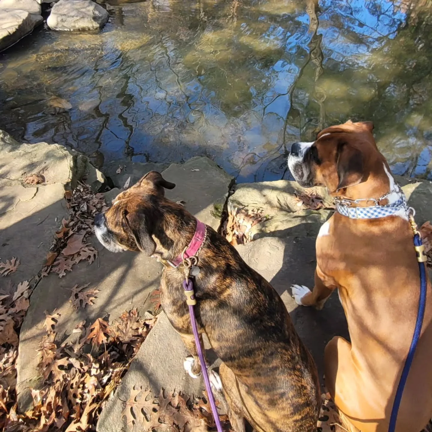 Too cold to swim, but Maisie &amp; Koda still love the creek. 🐶🏞 

#dogwalker #boxer #nwa #gulleypark #Monday #CBGTpack