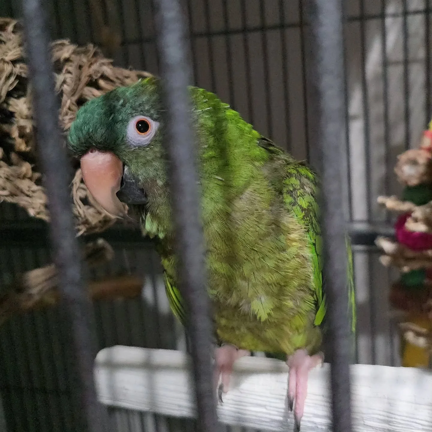 Feathery, furry, scaley... we love them all! 

#CBGTpack #petsitter #dogwalker #nwa