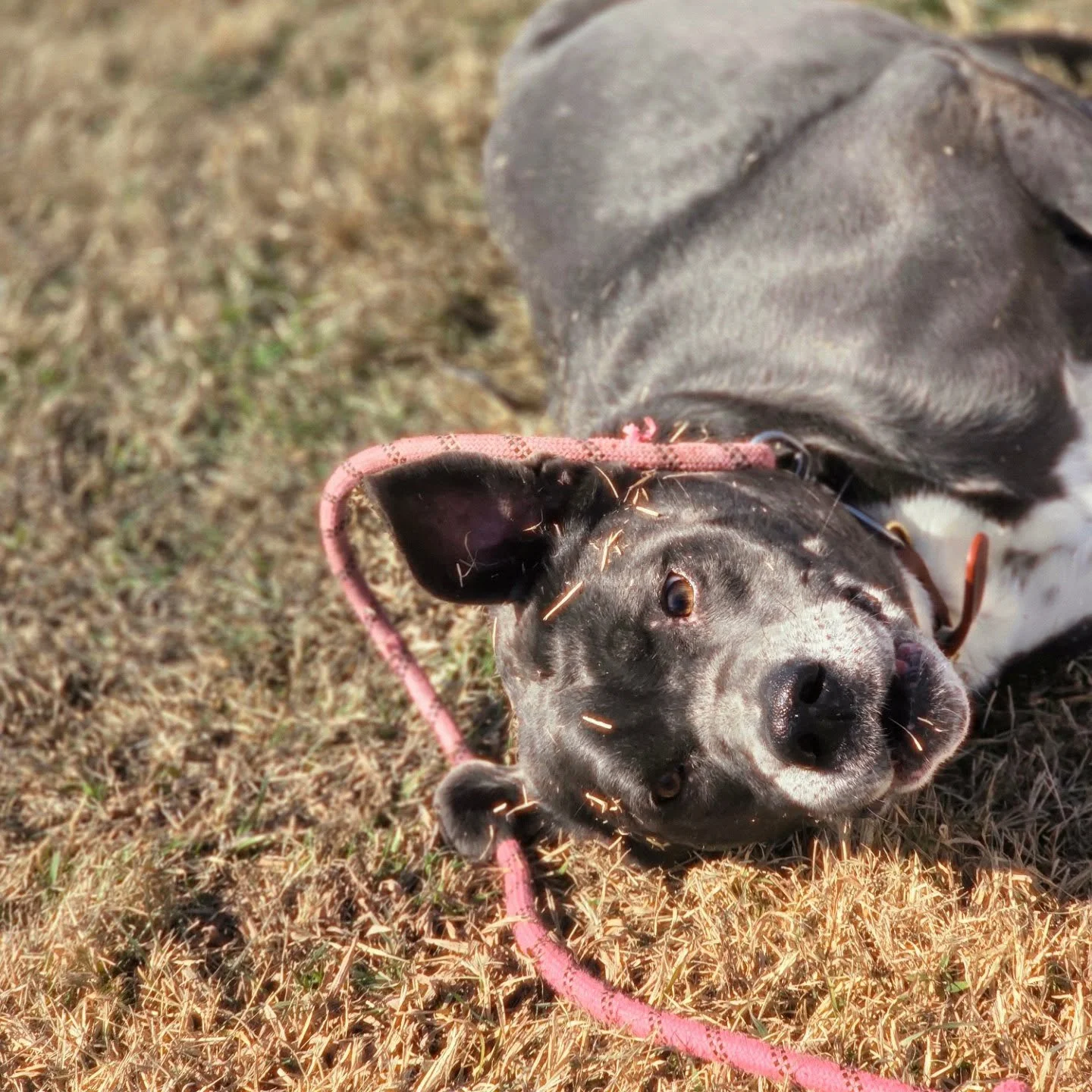 Mondays are meant for meandering in the sun with Holly ☀️🐕

#dogwalking #nwa #petsitting #CBGTpack #motivation