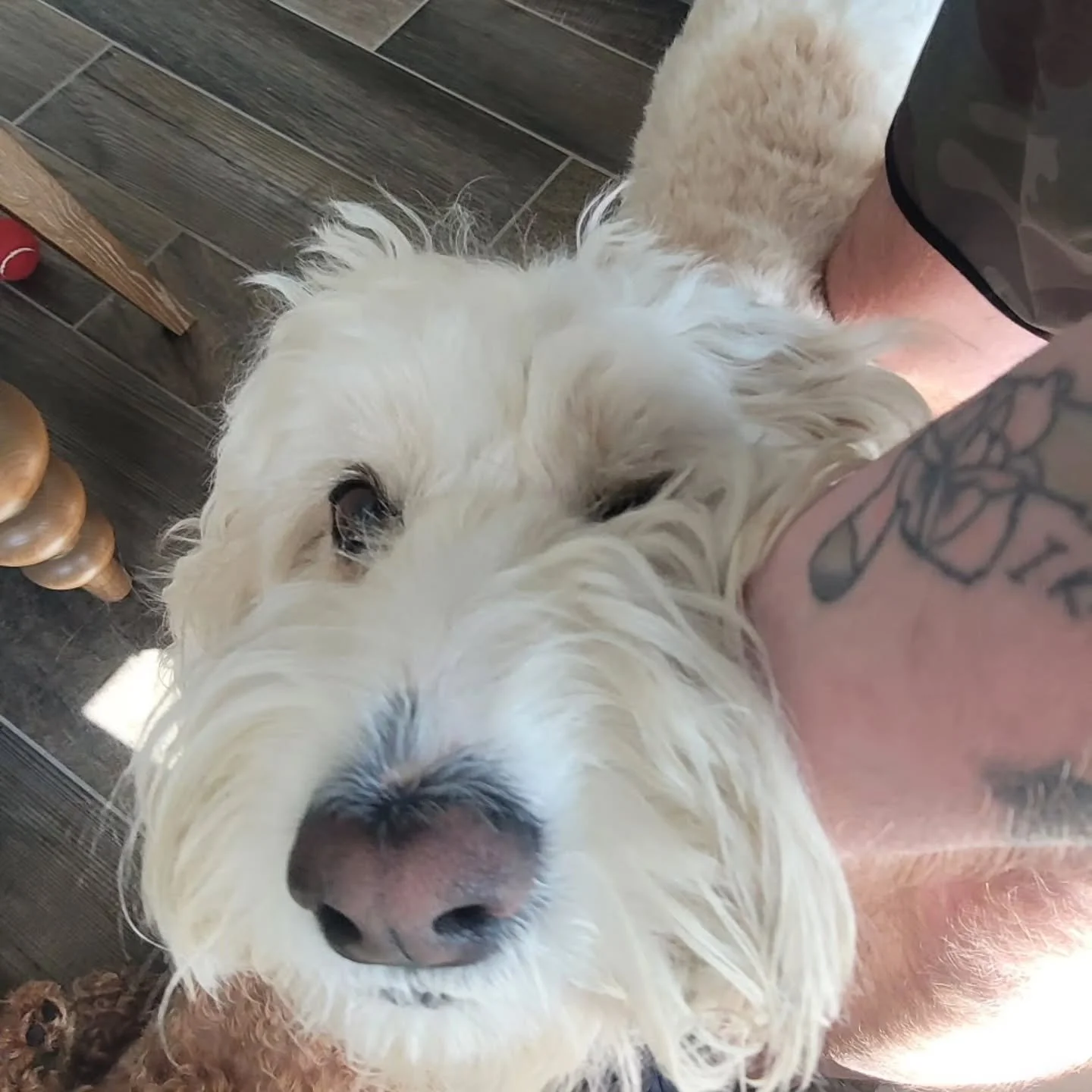 Spending our weekend with these rad pups 🐶 💕 
Busy work week? Planning a day trip out of town? Schedule playdates for your pets with @clarksbarkinggoodtime before you go! 

#CBGTpack #dogwalker #petsitter #nwa #smallbusiness