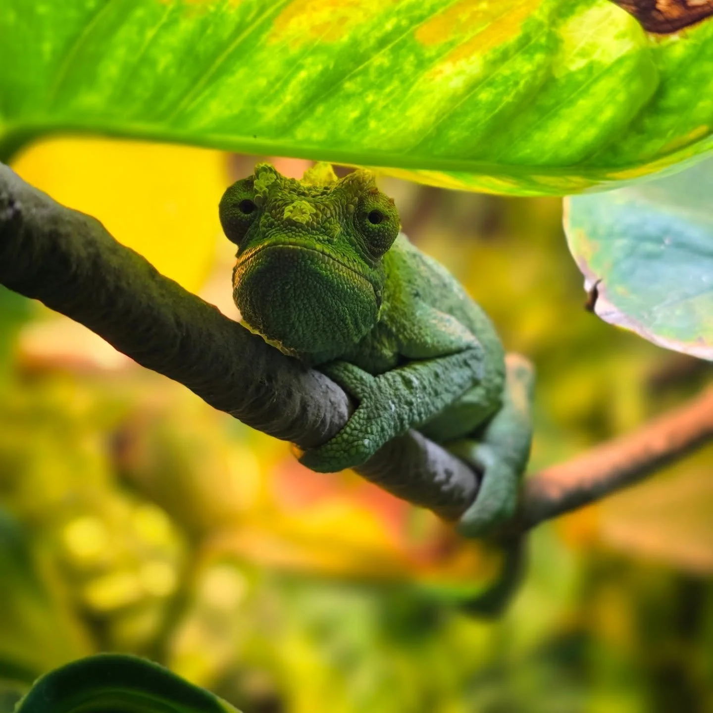 Honestly,  the weirdest dog we've met thus far. 😹

#satire #petsitter #dogwalker #nwa #newclientswelcome