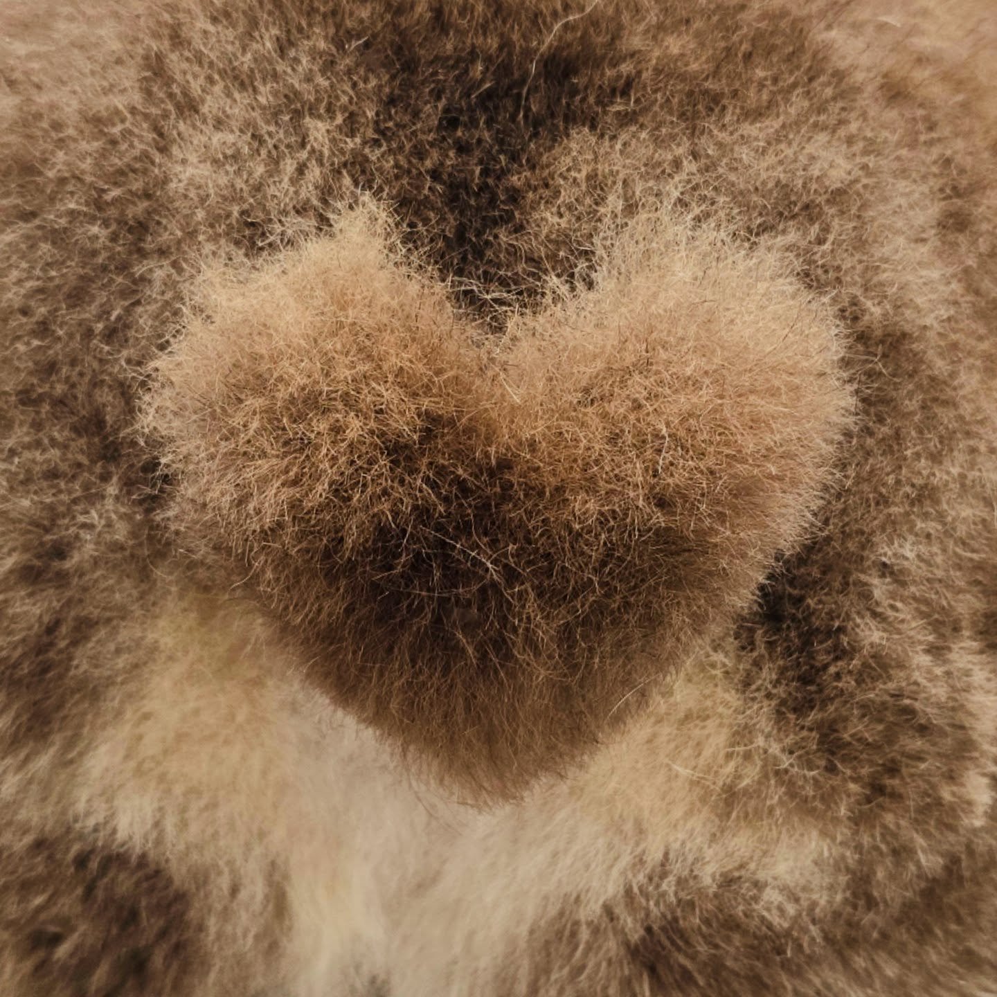 I just love it when my worlds collide! Buddy not only enjoys #playdates with @clarksbarkinggoodtime, he loves #sPAWday with me @houndsloungefay 💕✂️🐾 -Terah Clark