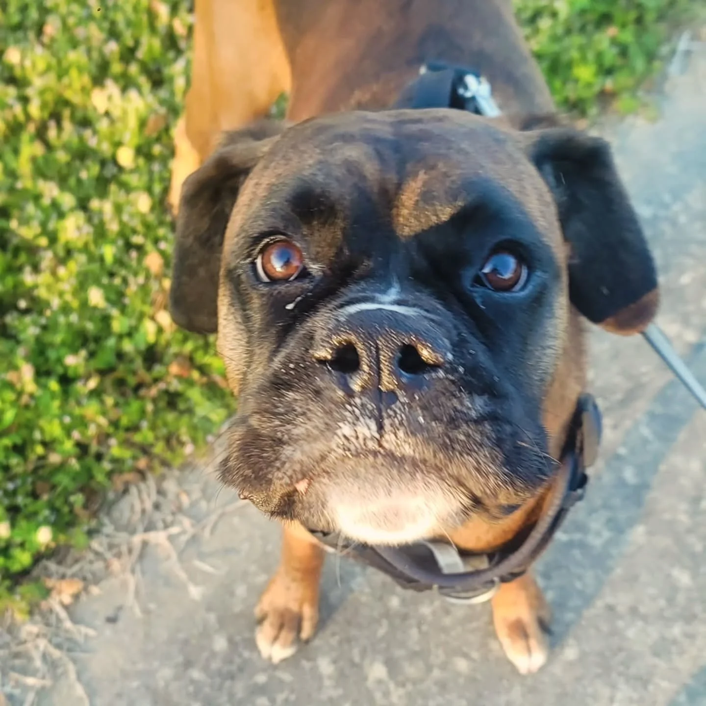 "Hurry up! Let's gooo!" - Bella

Our morning Playdates are filling up, fast. Book your furkids' spot before they're all gone for the summer! 🐾🤞
Prefer an evening or late night Playdate? Maybe you need someone to feed the kittykids or let 