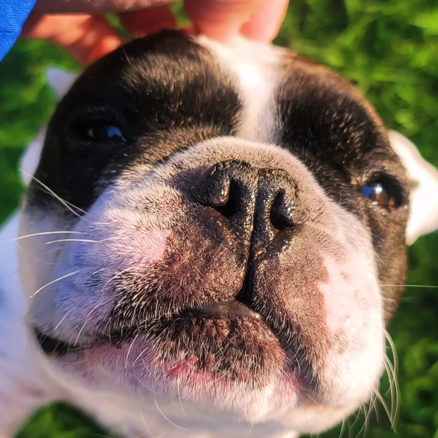 Hank is pumped for the weekend! Are you?

#petsitter #nwa #frenchiegram #dogwalker #weekend