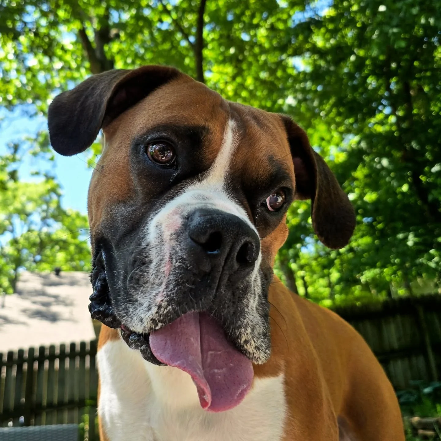 Starting the week off right! #boxer #playdate #Monday #bestfriends #nwa 
Schedule your furkids' playdates with @clarksbarkinggoodtime Evening appointments available!