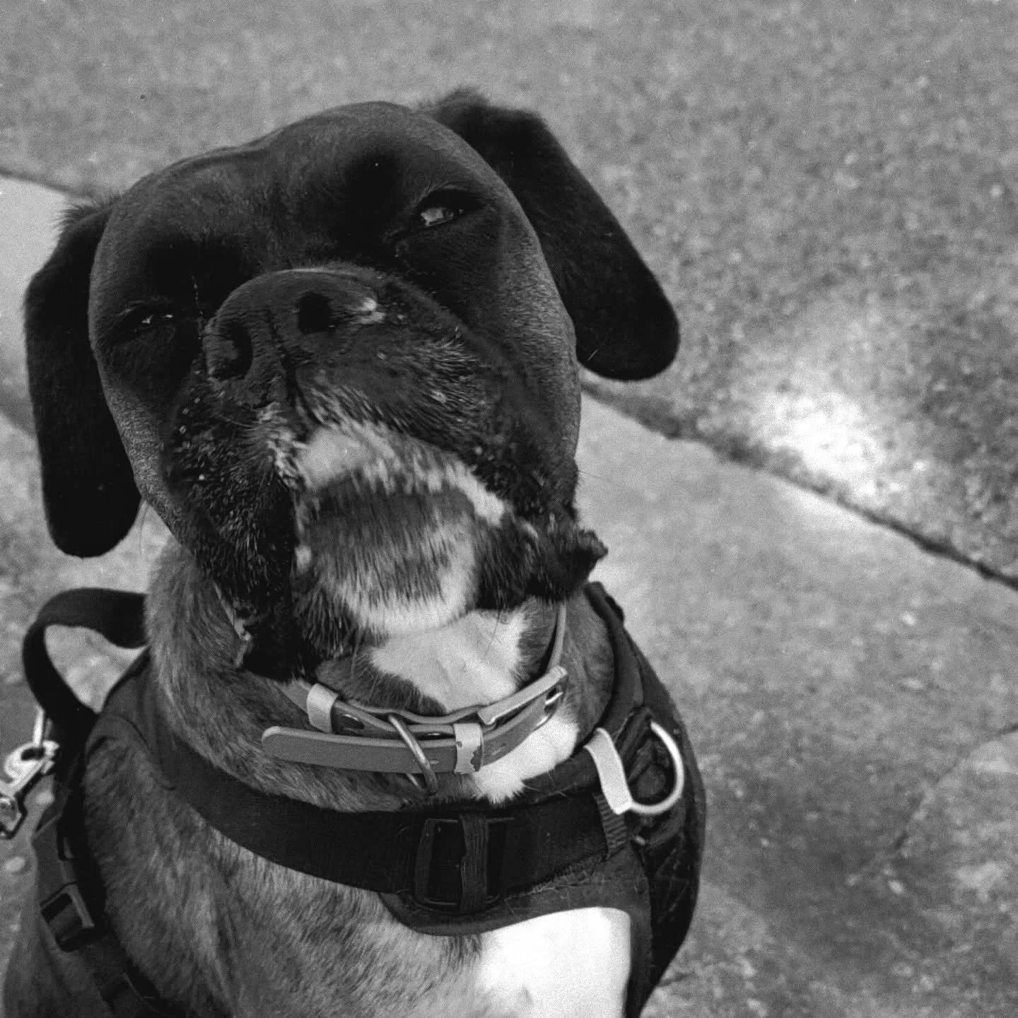 "How dare you make me wait an extra minute for my walk" - Bella
#nwa #dogwalker #boxer