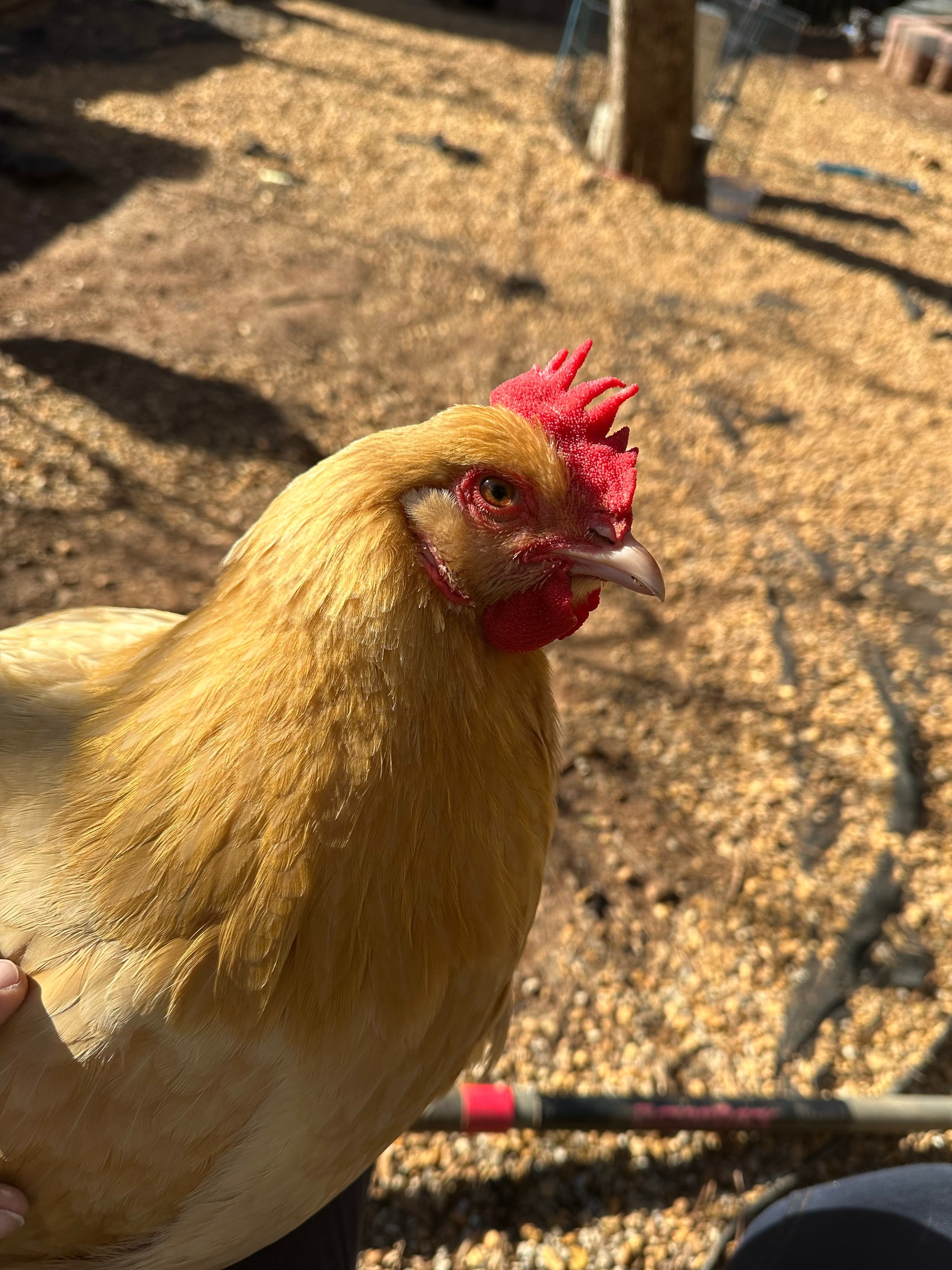 BERTHA.jpg