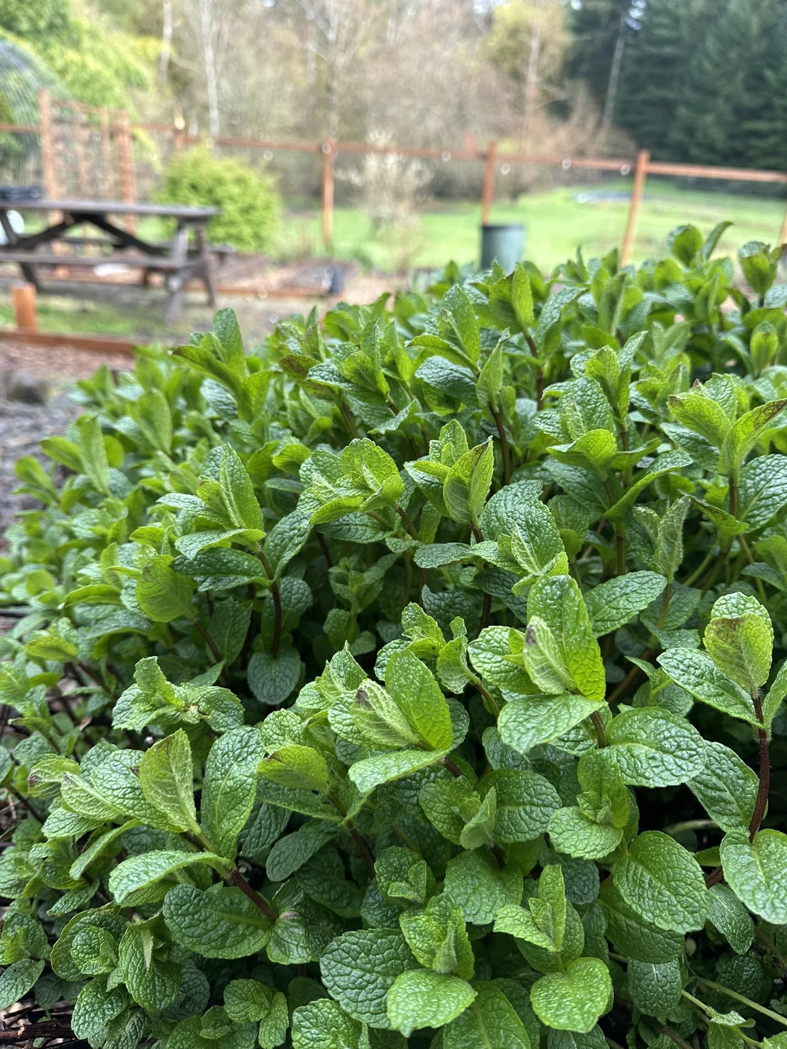 Fresh & Dried Herbs