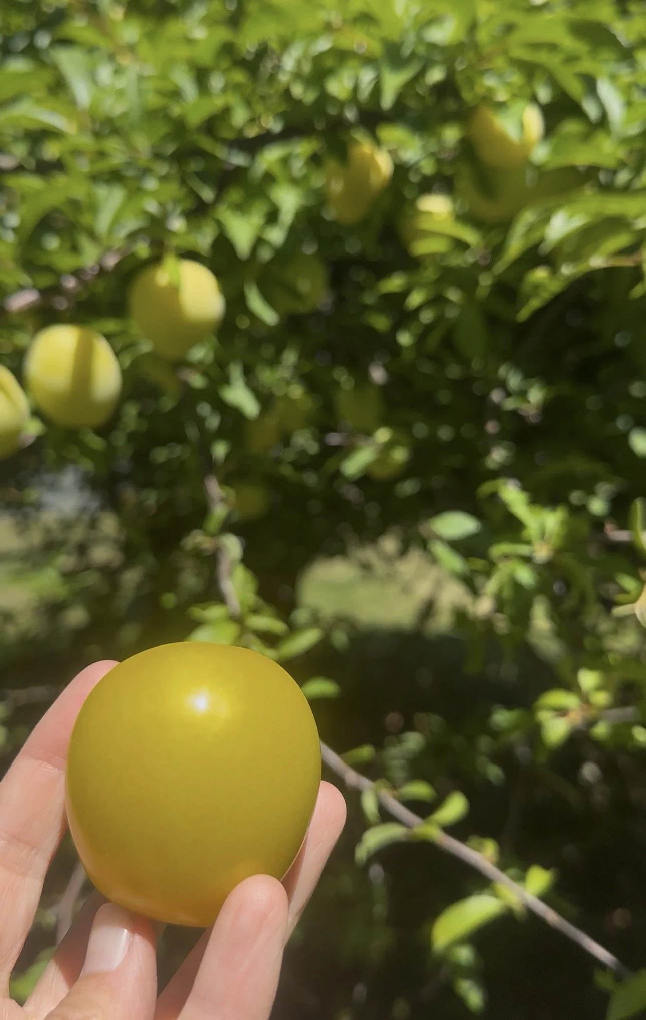 Delicious Plums - 2 lb