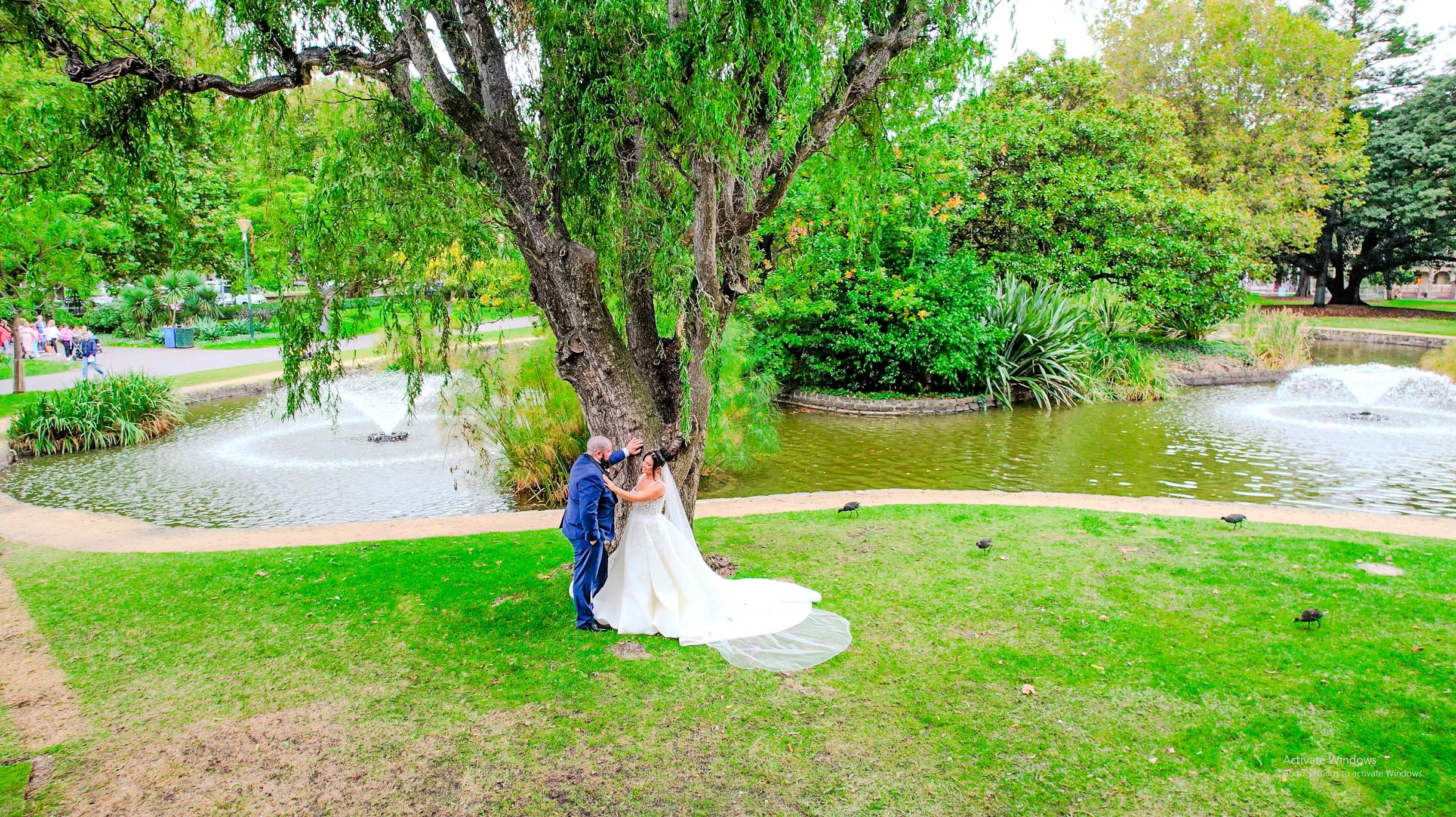 A bride and groom stand in front of a large tree in a park by a pond with fountains, surrounded by green grass, bushes, and trees.