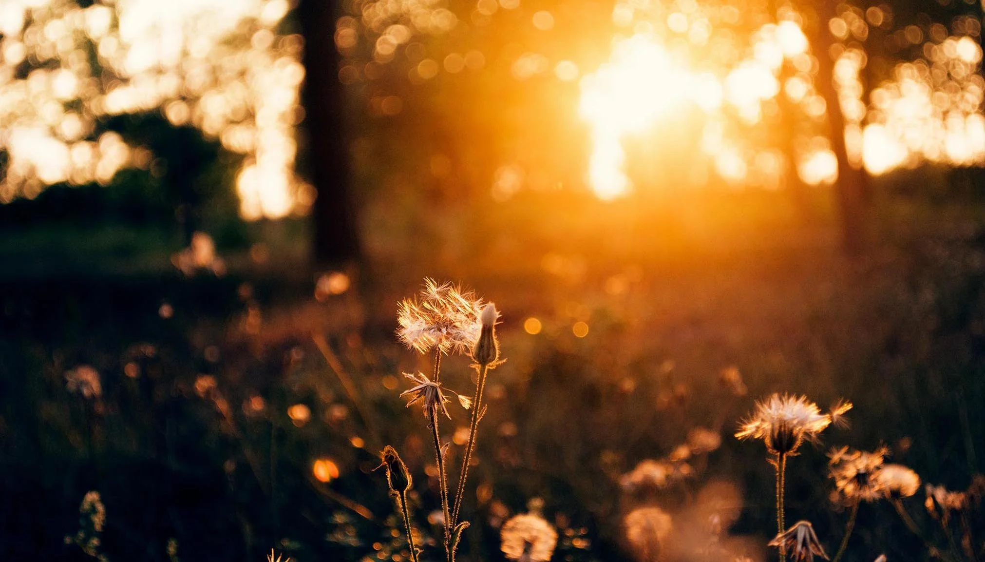 Close-up of wildflowers backlit by warm golden hour sunlight, creating soft highlights and a natural glow in an outdoor setting.