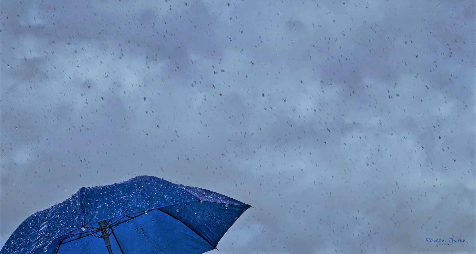 ©Noreen Thorn