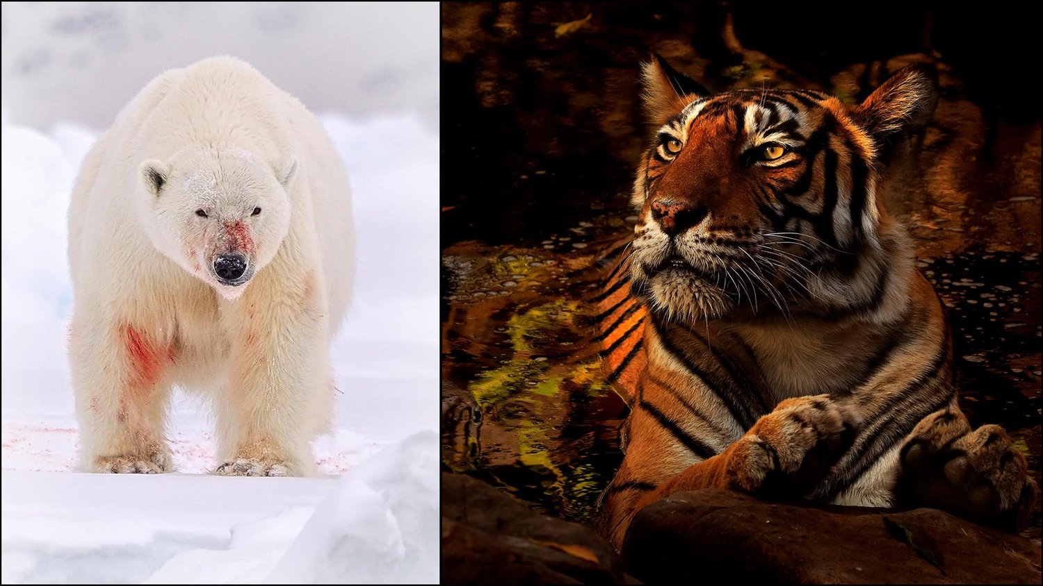 Wildlife Photography Course Online | Learn Wildlife Photography