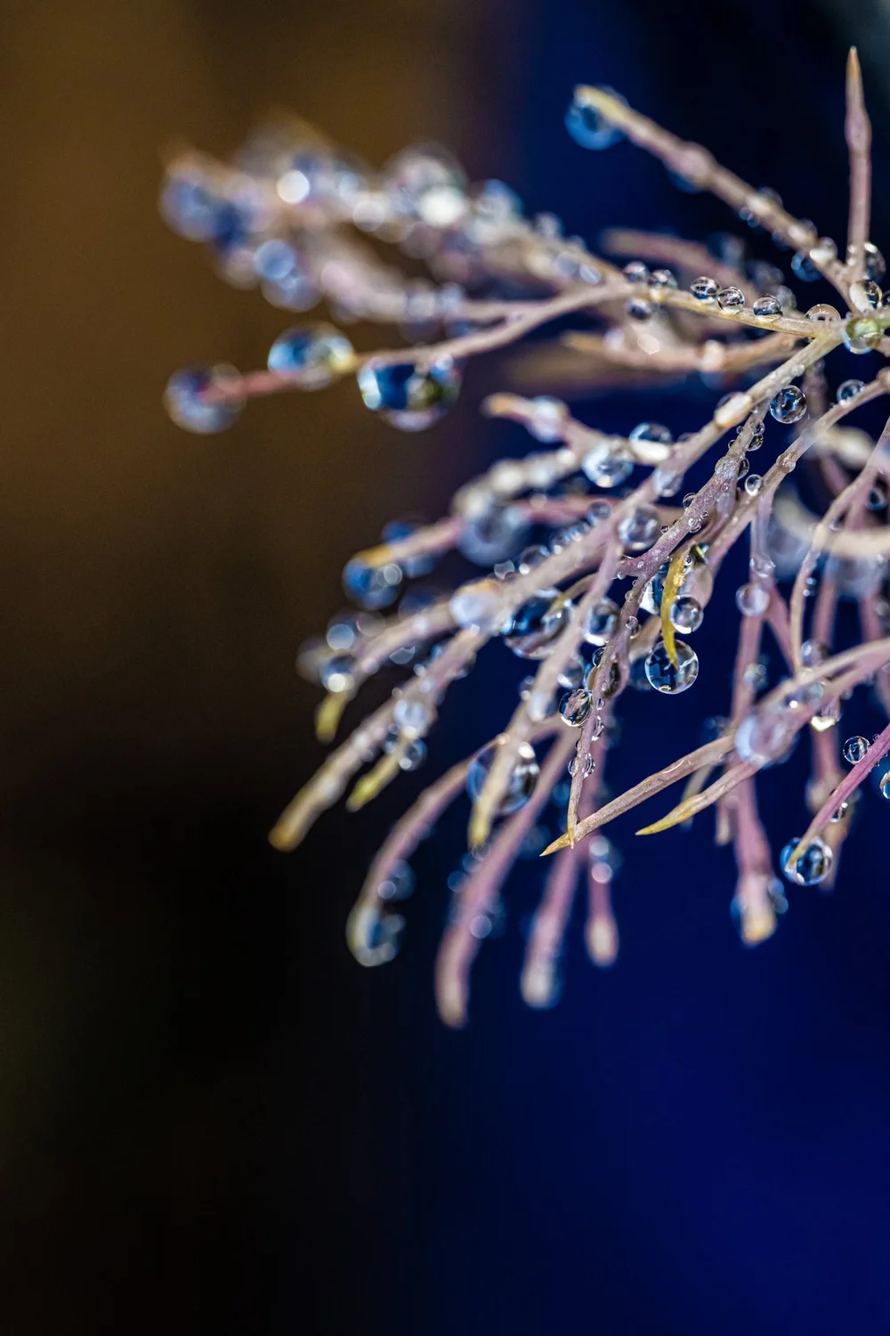 Sara Markese 1 th.jpeg