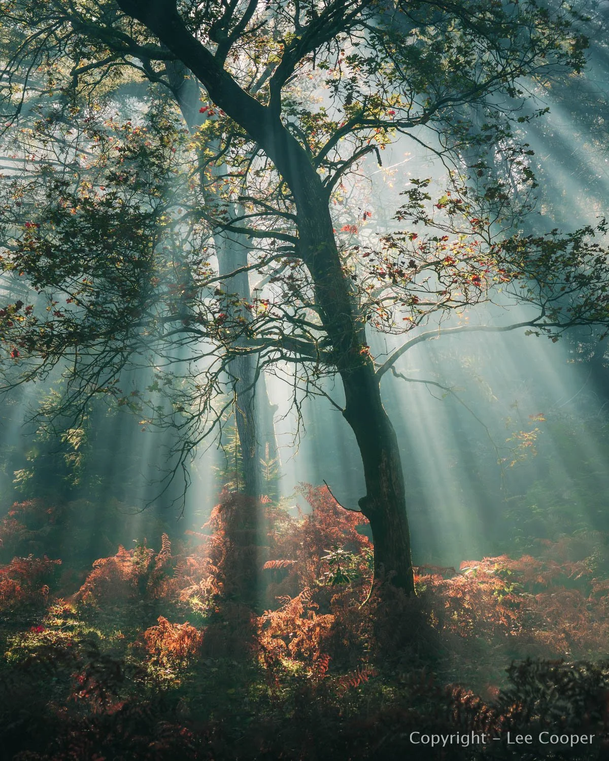 Sunbeams streaming through a woodland tree, illuminating autumn ferns in a misty forest.