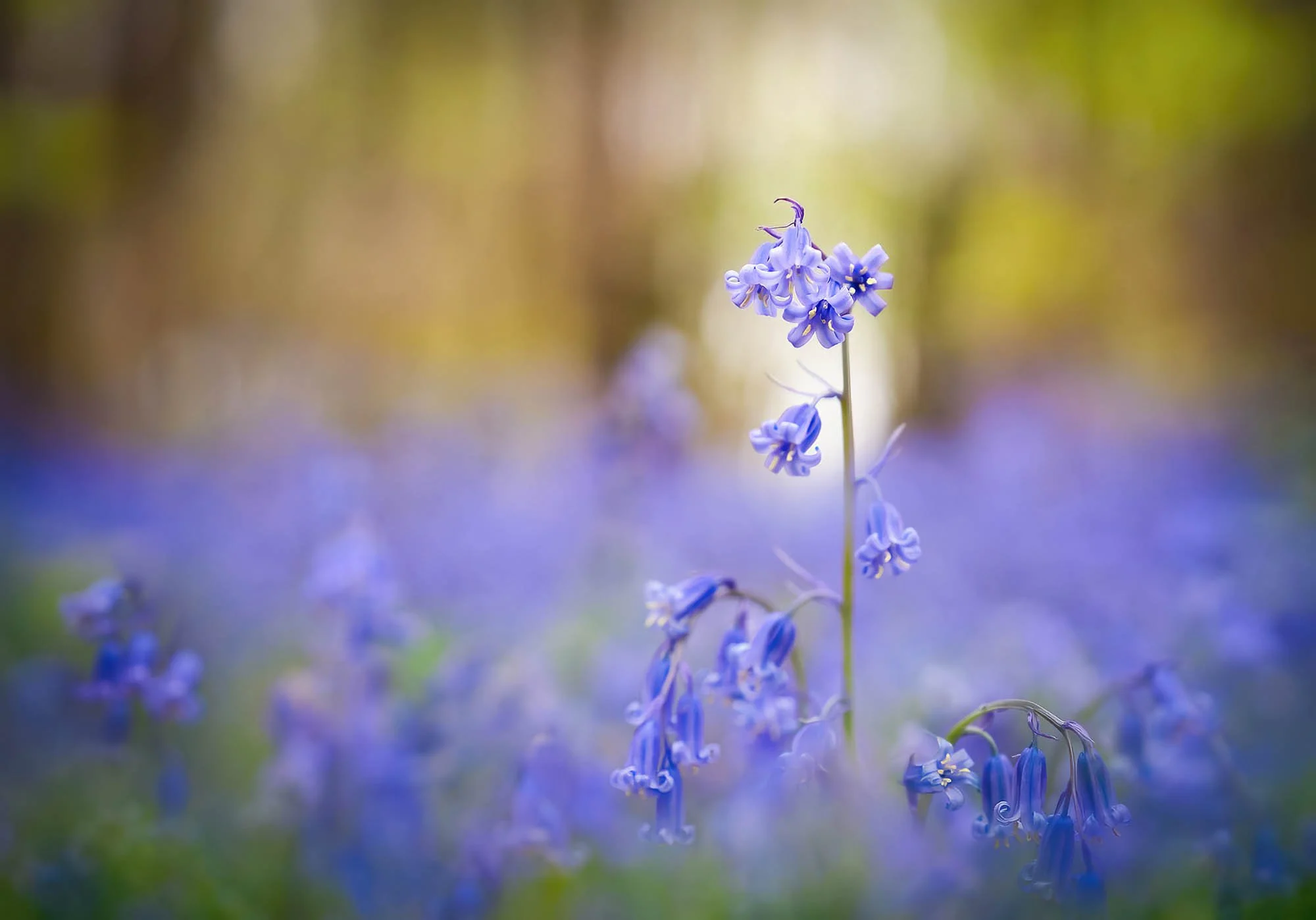 BWPA2024BotannicalBluebells copy-gigapixel-standard-scale-2_00x_2000px-60.jpg