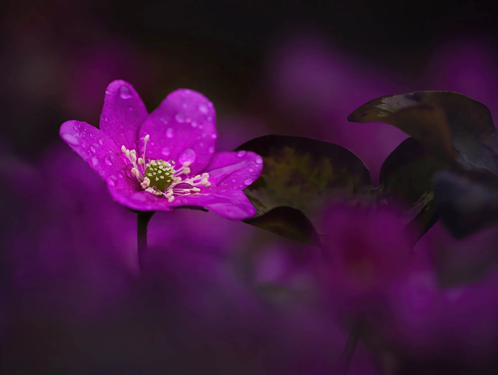 hepaticaIOMEdit copy-gigapixel-standard-scale-2_00x_2000px-60.jpg