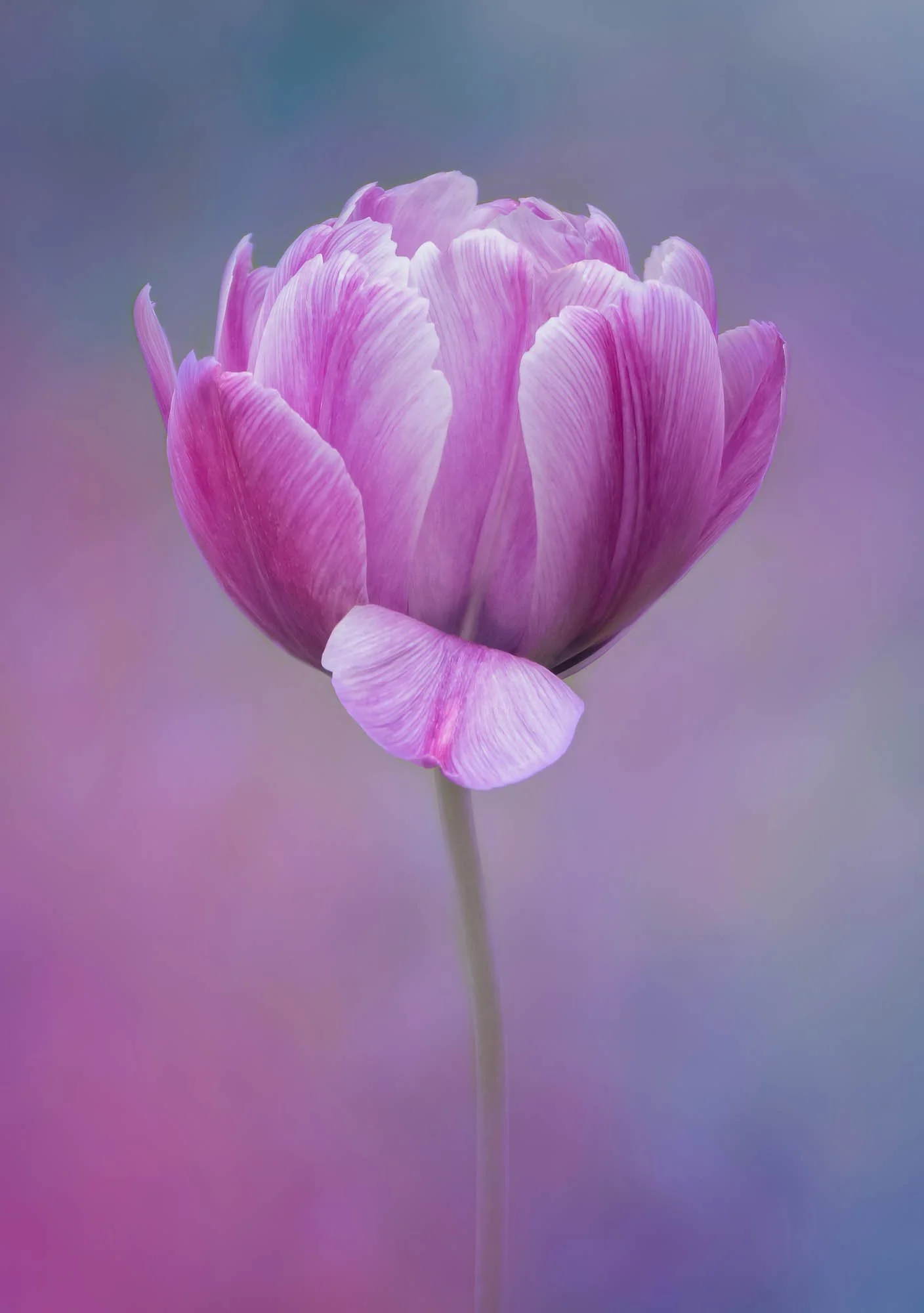 Tulipfinalfinal-1 copy-gigapixel-standard-scale-2_00x_2000px-60.jpg