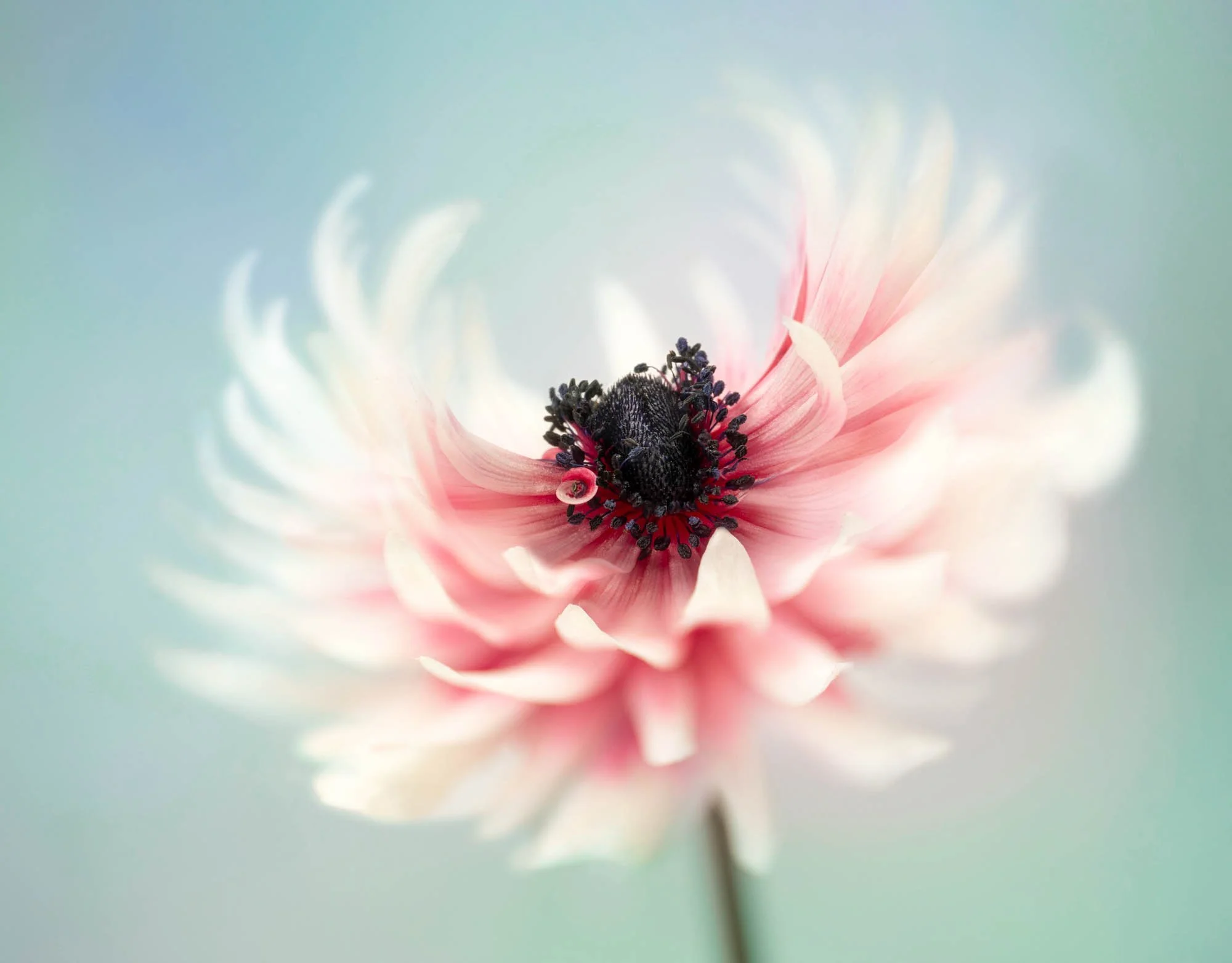 anemoneFINAL_2000px-60.jpg