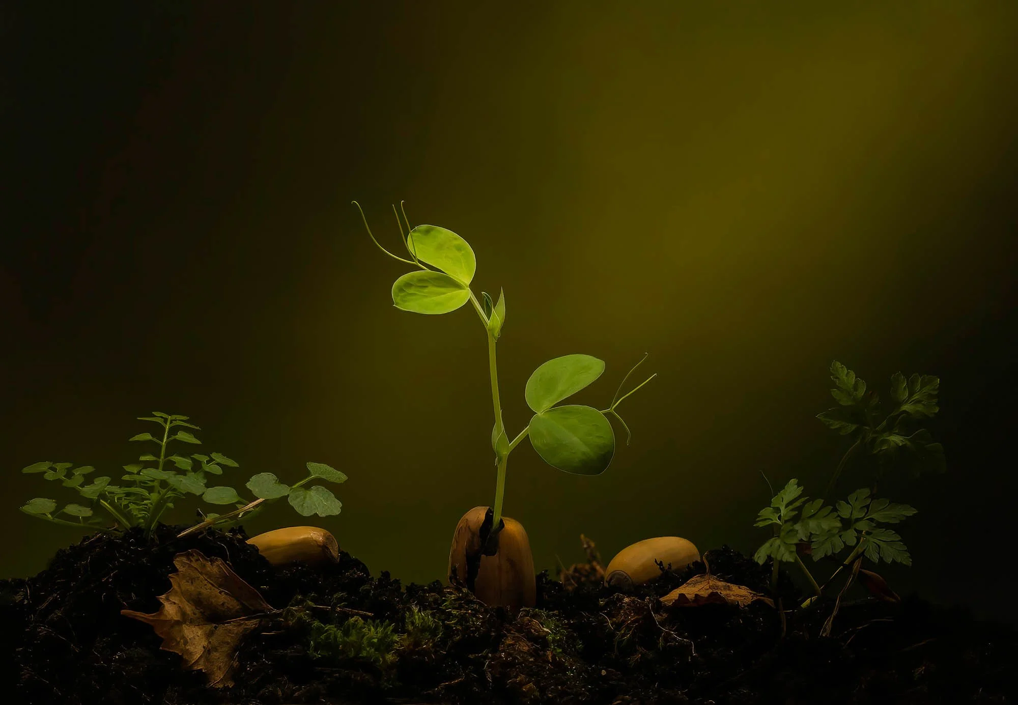 acorn2 copy-gigapixel-standard-scale-2_00x_2000px-60.jpg