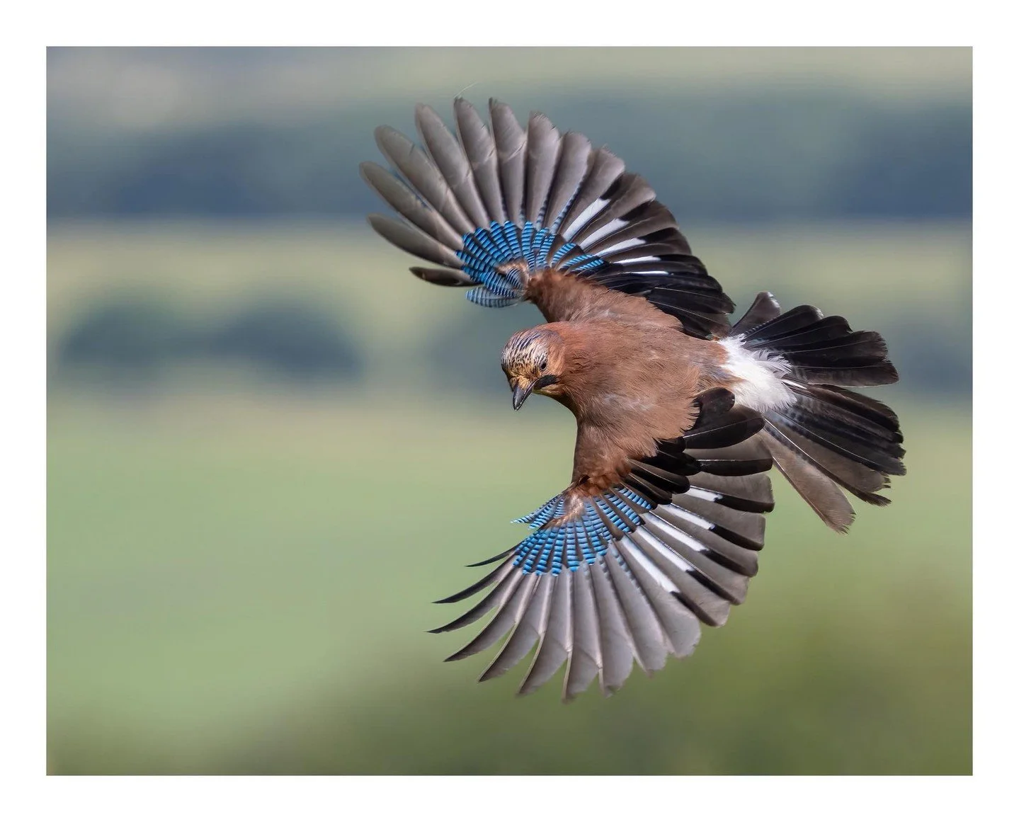 A flash of electric blue against the green 💙⁠
⁠
Amazing capture by Barrie Harwood @barrieharwood 📸👏⁠
⁠
f/6.3 - 1/2500 - ISO 4000 - 600mm⁠
Sony 200-600 lens⁠
⁠
Barrie writes, "Jay in fight. Wildlife will always be my first love. I managed to p