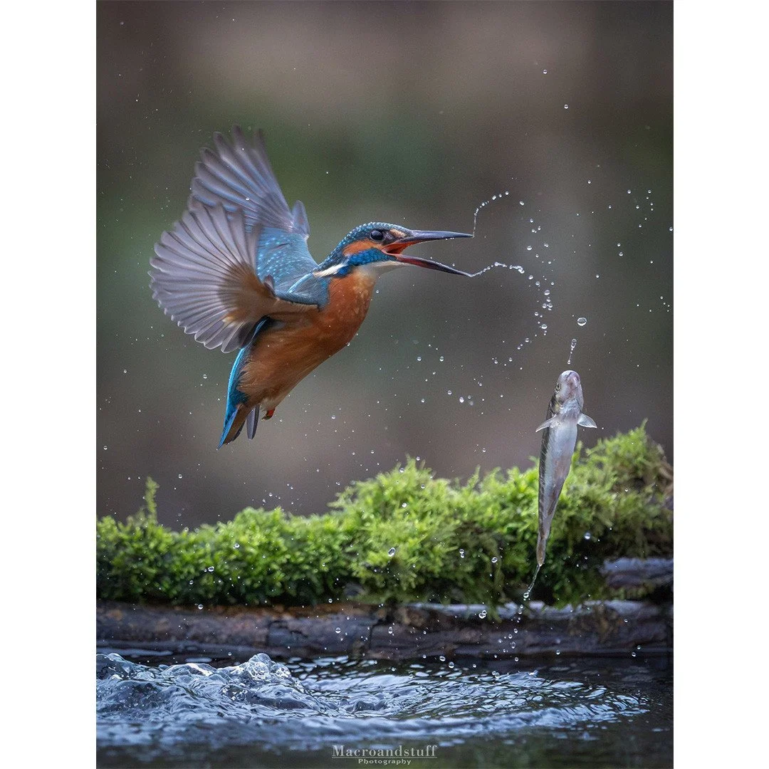 A moment of wild beauty, frozen in time 📸💙⁠
⁠
Superb photo by member Mark Bootland @macroandstuff 👏⁠
⁠
f/5.6 - 1/4000 sec - ISO 10,000 - 300mm⁠
⁠
Mark writes, "Another shot of 'Butter Fingers!' From last Sunday"⁠
⁠
Fabulous 🤩👏⁠
⁠
Start