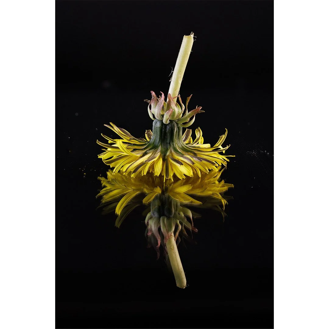 Reflecting on nature's design 💛 ⁠
⁠
Super photo by member Jean Luza @jeanllxx in response to this month's assignment 'Symmetry' 📸👏⁠
⁠
f/9 - 1/30 sec - ISO 1000 - 100mm⁠
Canon R5, Macro Lens EF 100mm 1:2.8 L IS USM⁠
⁠
Jean writes, "I worked wi