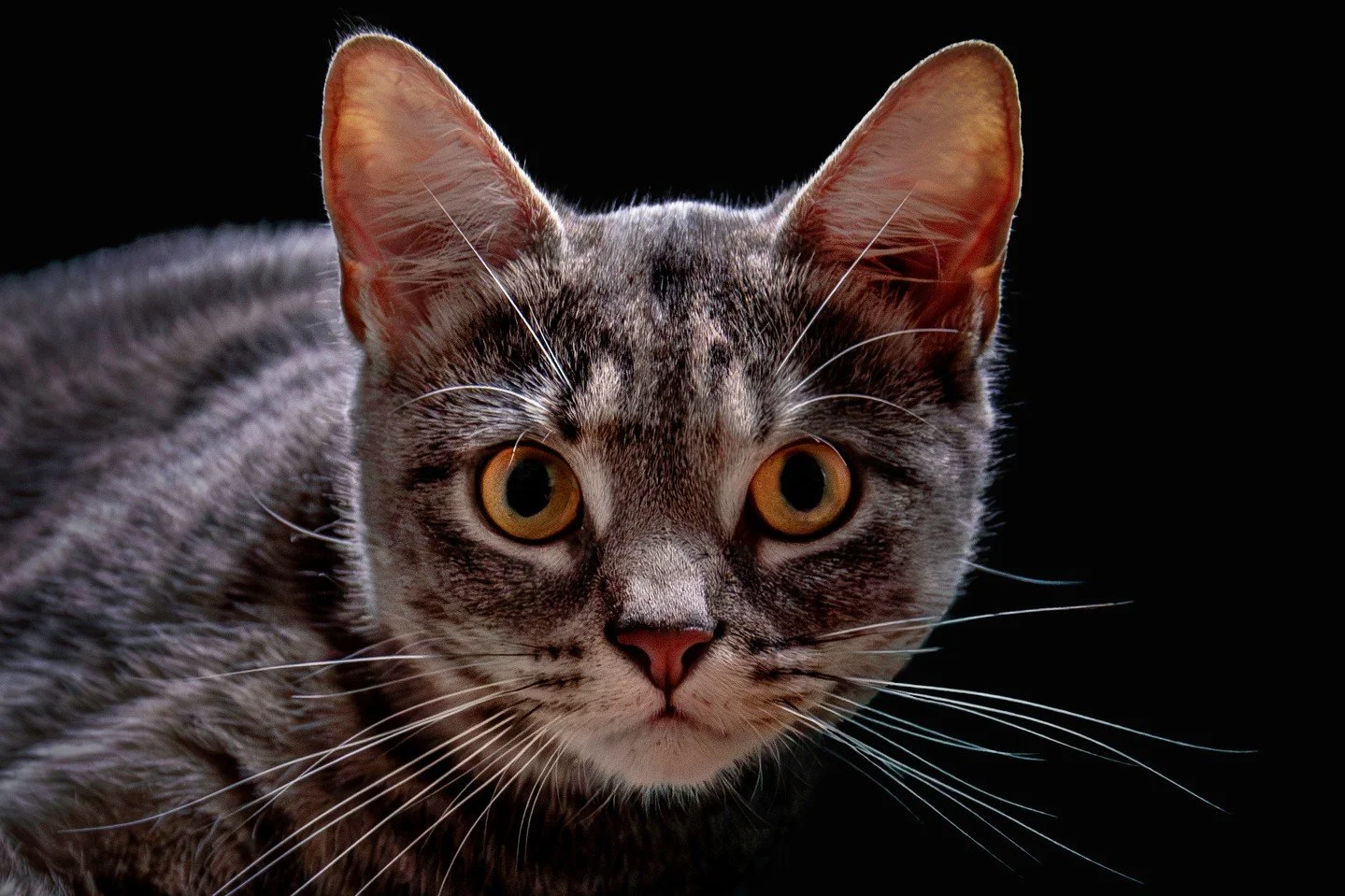 Meet Gary Rogers' cat Scarlett who somehow stood still for long enough for Gary to capture this wonderful image 📸😾⁠
⁠
Gary said; "Meet Scarlett. Demon Mouse catcher. Symmetry in the face of a cat?"⁠
⁠
Take with a Nikon D5500 with a Nikon 