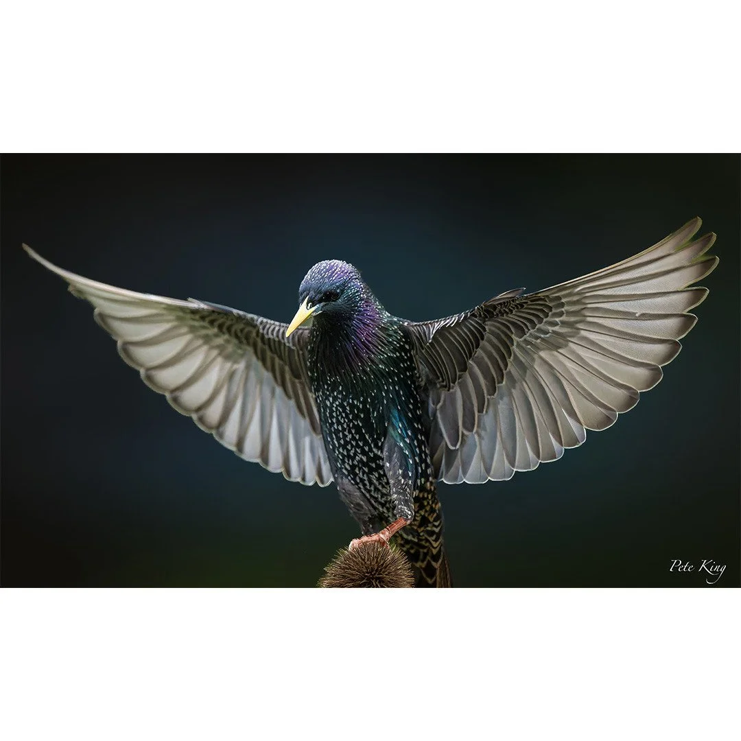 A split second of perfection 📸✨⁠
⁠
Fantastic photos by member Peter King @Pete.king_photography 🙌👏⁠
⁠
f/4 - 1/4000 sec - ISO 8000 - Focal length 600mm⁠
⁠
Peter writes, "A Starling day today."⁠
⁠
Start learning photography properly! Becom