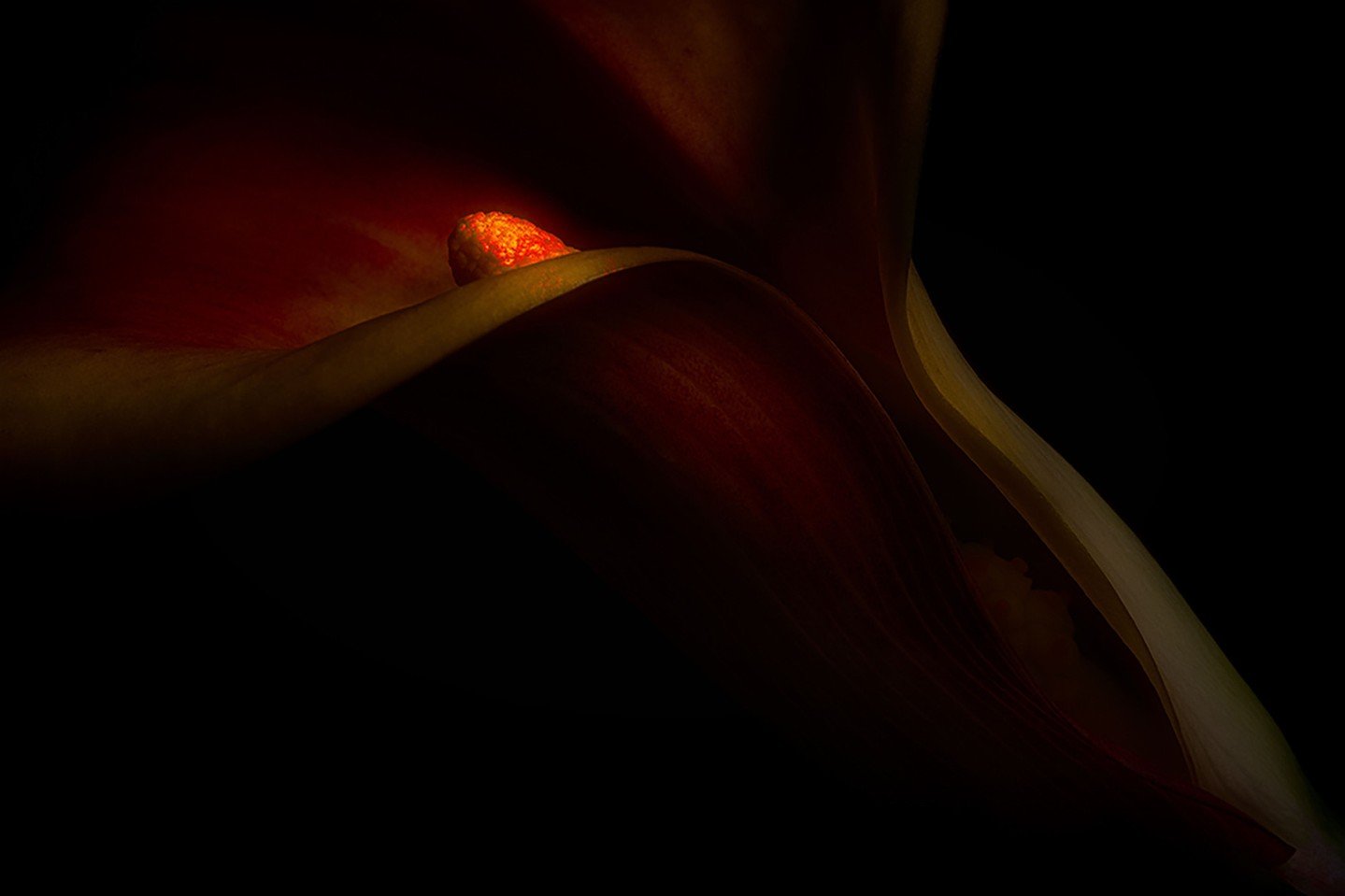 A hidden glow waiting to be discovered ✨⁠
⁠
Stunning macro photo by member Barrie Tumbridge @mrteeuk_images⁠
⁠
Canon 5D MKIII. Canon Macro EF 100mm 1:28L IS USM. 1.6 seconds f/11. continuous variable light source. Taken on a table top box. ⁠
⁠
Barrie