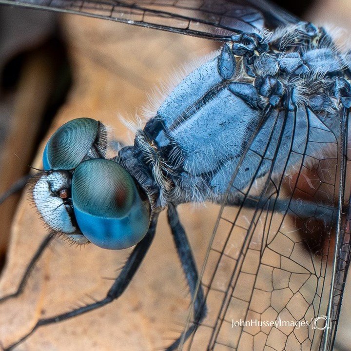 A dragonfly&rsquo;s eyes contain up to 30,000 lenses&mdash;making them some of the most powerful eyes in the insect world 👀⁠
⁠
And here we photographers are&hellip; still trying to justify buying just one more lens. 📸🤣⁠
⁠
Marvellous captures by me