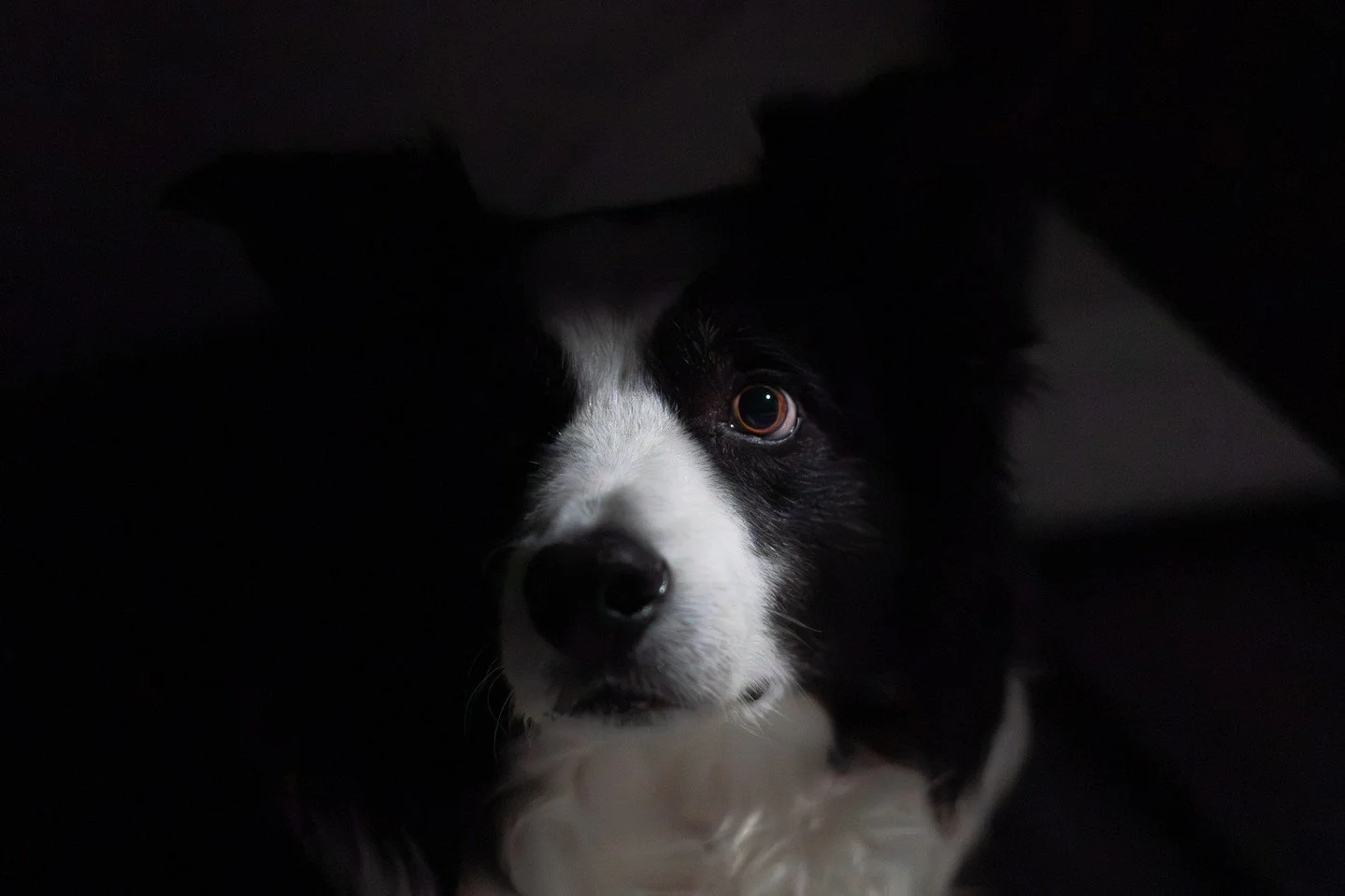 A little light, a lot of heart. 🐾⁠
⁠
Superb photo by member Conor Cahill in response to this month's assignment 'Chiaroscuro' 📸👏⁠
⁠
f/1.8 - 1/60 sec - ISO 12800⁠
⁠
Conor writes, "Lurking in my shadow.. This is my first go at Chiaroscuro. Shot