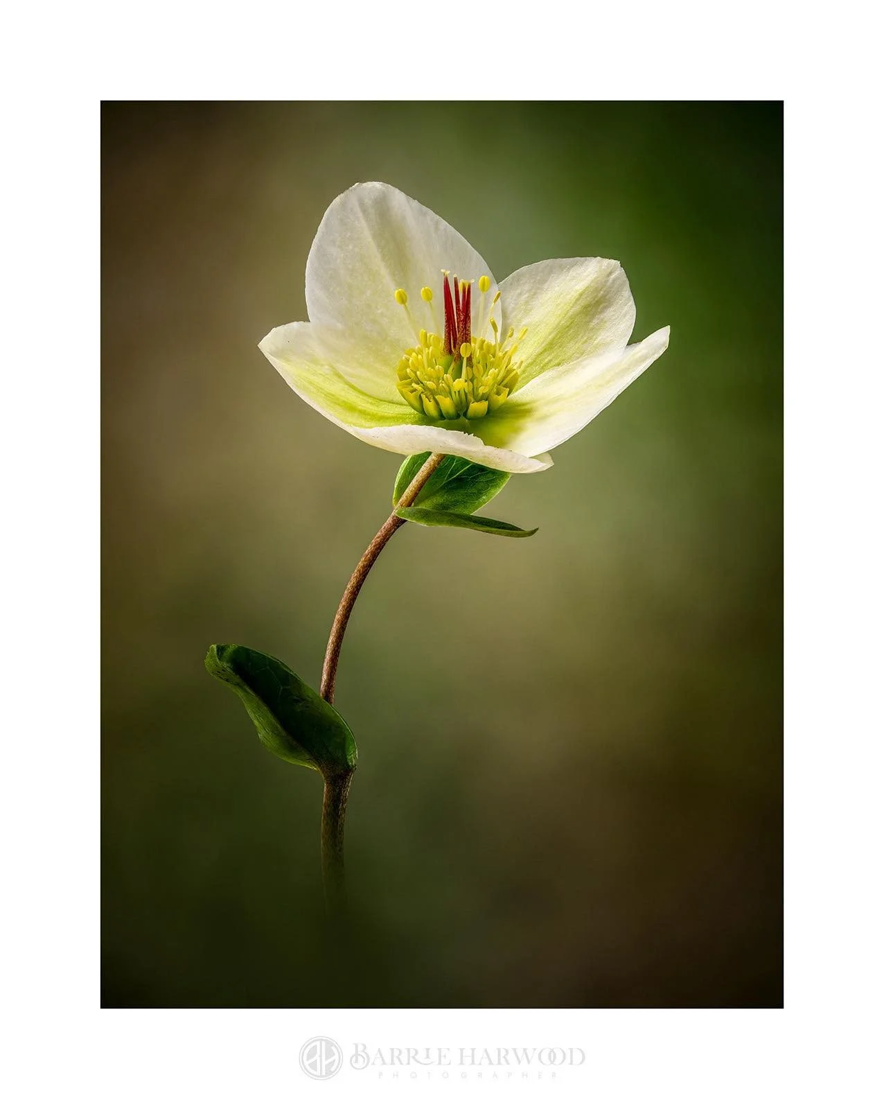 Elegance doesn&rsquo;t shout&hellip; sometimes it grows quietly 🌼⁠
⁠
Beautiful image by member Barrie Harwood @barrieharwood 📸👏⁠
⁠
Focus stack of 80 images each shot at 1/15th second at f/5.6⁠
⁠
Barrie writes, "My Hellebores are still putting