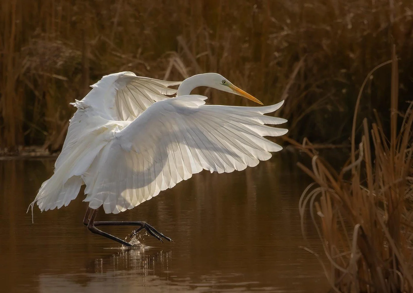 Perfect timing&hellip; 💦⁠
⁠
Wonderful capture by member Karen Edmondson 📸👏⁠
⁠
f/8 - 1/4000 sec - ISO 1000⁠
⁠
Karen writes, "I was surprised when I got home and looked at this photo of a Great White Egret to see the shadow on the wing."⁠
