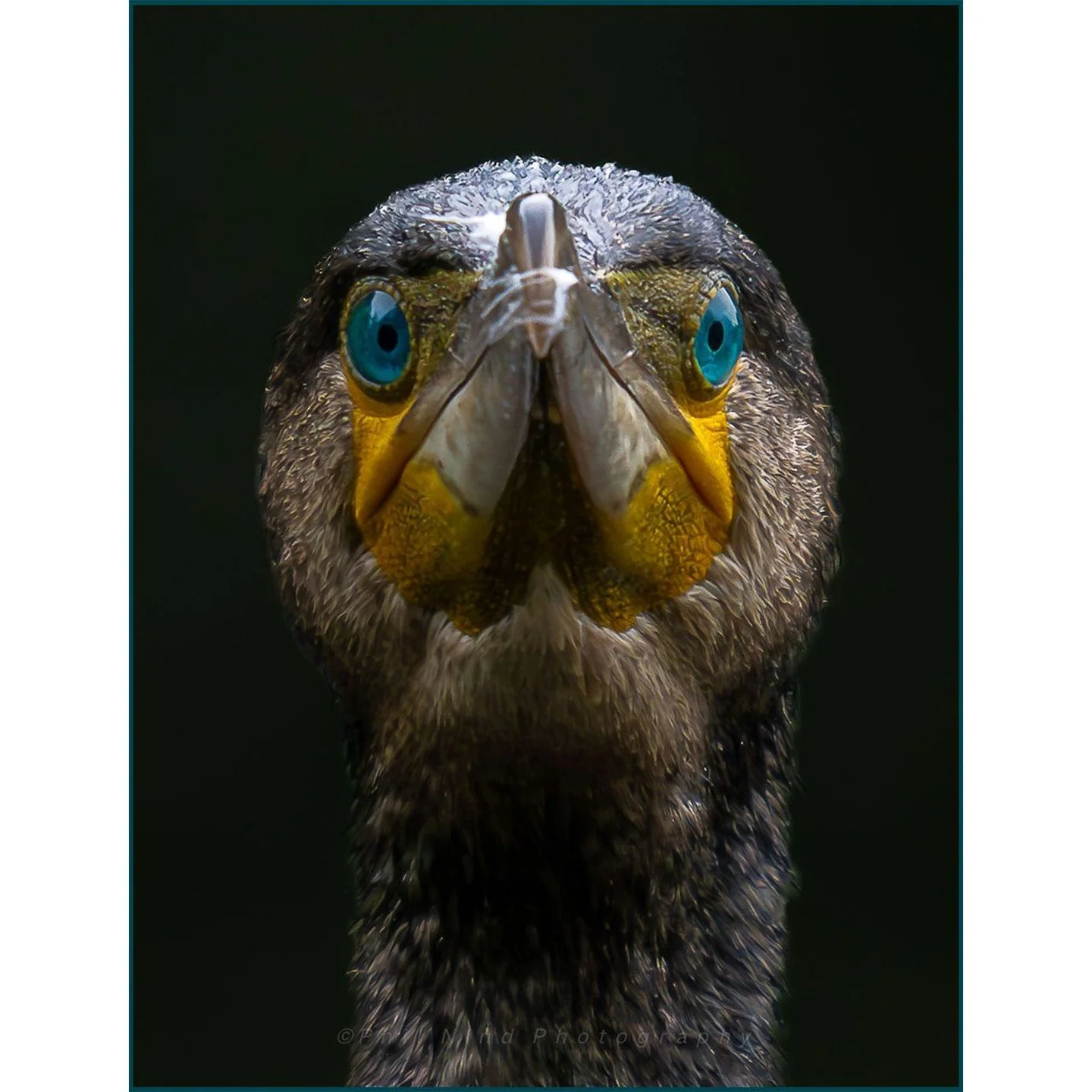 Who&rsquo;s really watching who here? 👀⁠
⁠
Incredible capture by member Phil Nind @phil_nind 👏⁠
⁠
Phil writes, "Nikon Z8 180-600mm. This is an edit of an image I captured last year. I went out that day with the intention of getting this actual