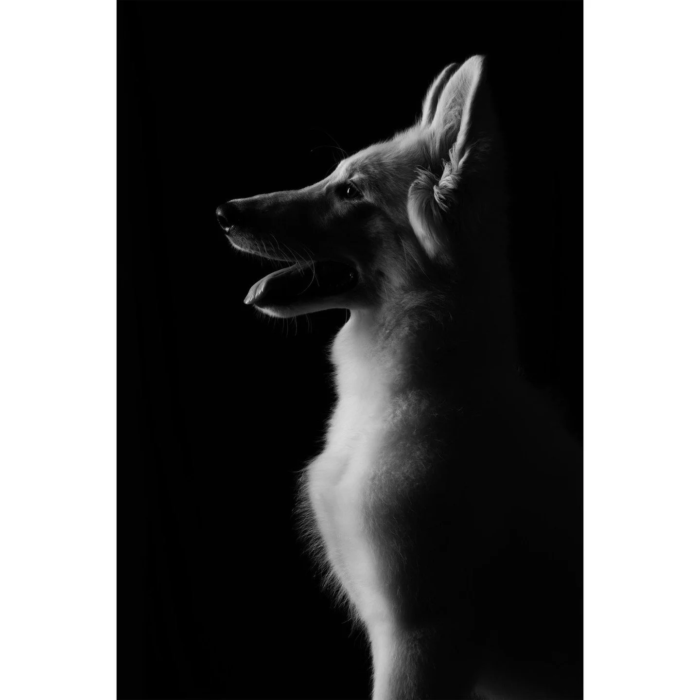 Where light meets loyalty 📸🐕⁠
⁠
Wonderful image by member Mand Adams @3d_mand in response to this month's assignment 'Chiaroscuro' 👏⁠
⁠
Canon R5, 24-70 lens⁠
f/14 - 1/250 sec - ISO 100⁠
⁠
Mand writes, "This is a pic I did after completing the