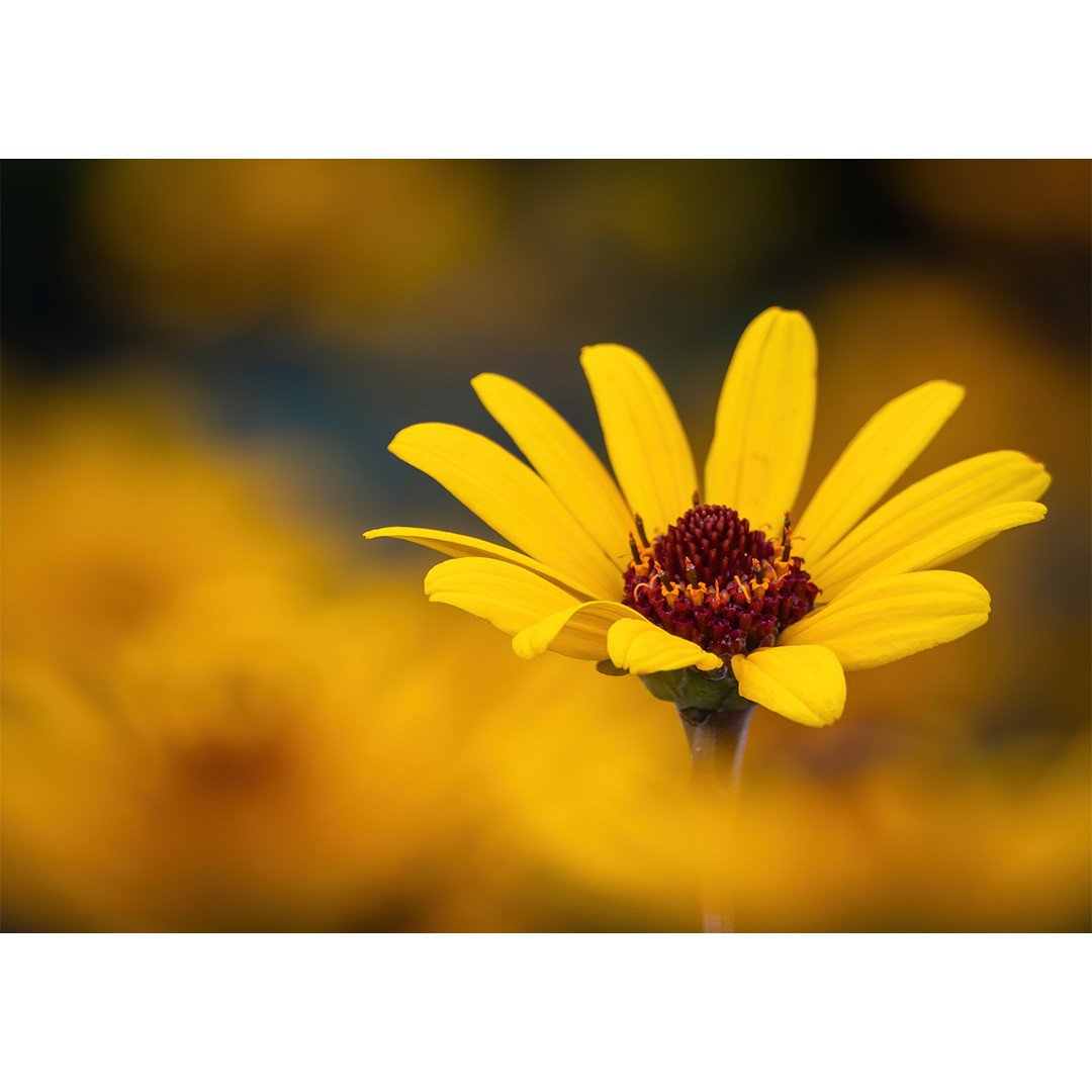 🌸 Spring into creativity this Easter 📸⁠
⁠
From beautiful flower photography to powerful wildlife shots and bold creative landscape edits &mdash; there&rsquo;s a whole world of photography waiting to be captured.⁠
⁠
Enjoy 10% OFF any course or membe