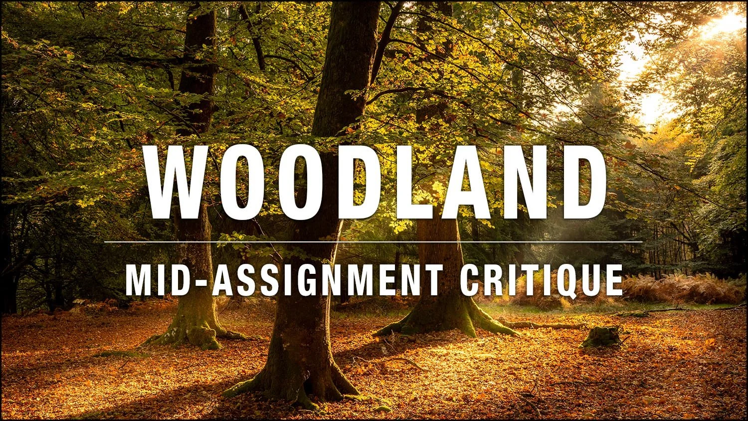 Woodland - Mid Assignment Critique 2026