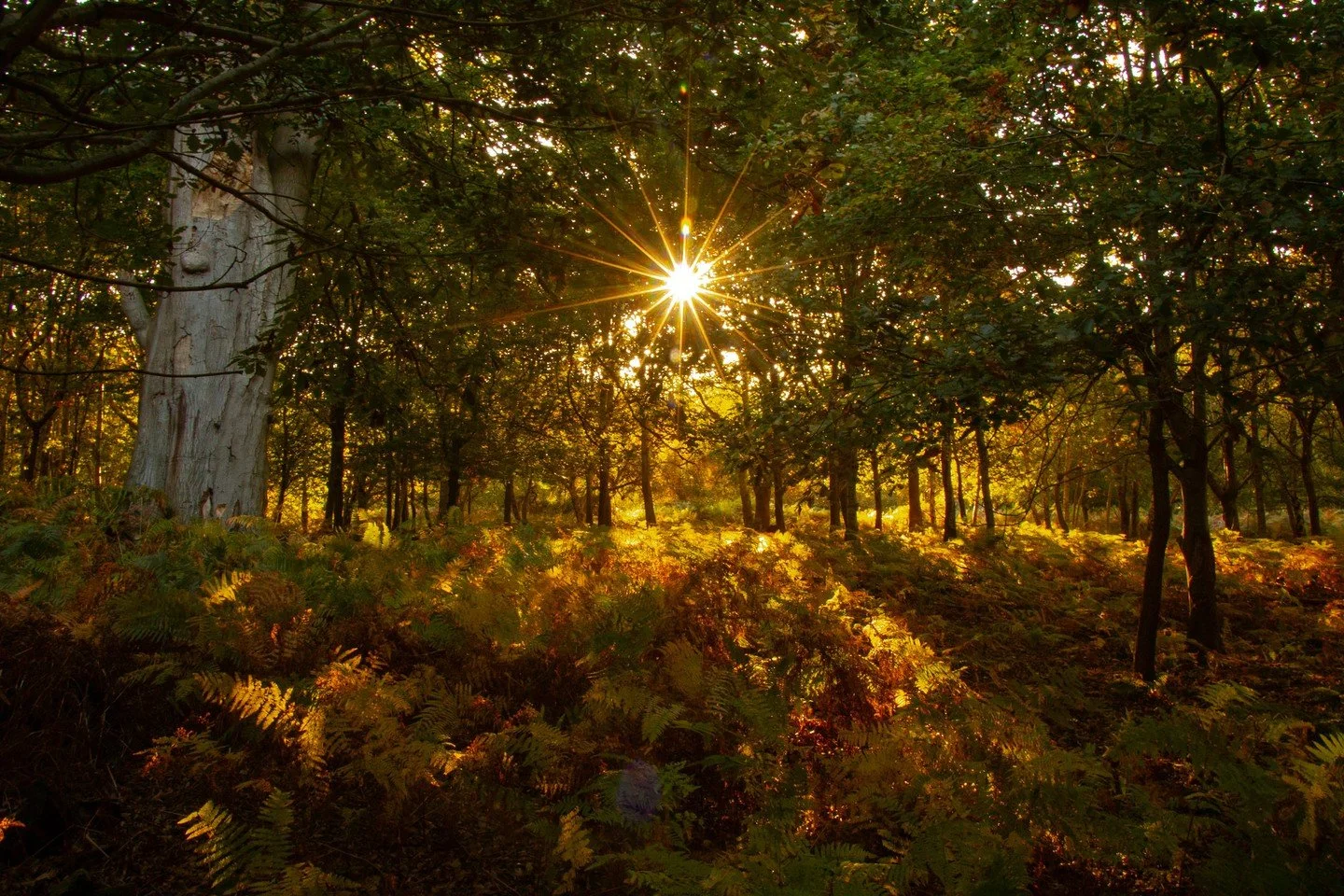 When the light finds its way through ☀✨⁠
⁠
Beautiful photo by member Ruth Winter @rumewiphoto in response to this month's assignment 'Woodland' ⁠📸🌲⁠
⁠
Ruth writes, "Canon EOS 760d ISO 800, f18, 1/13 sec Autumn in my local woodland last year.&q