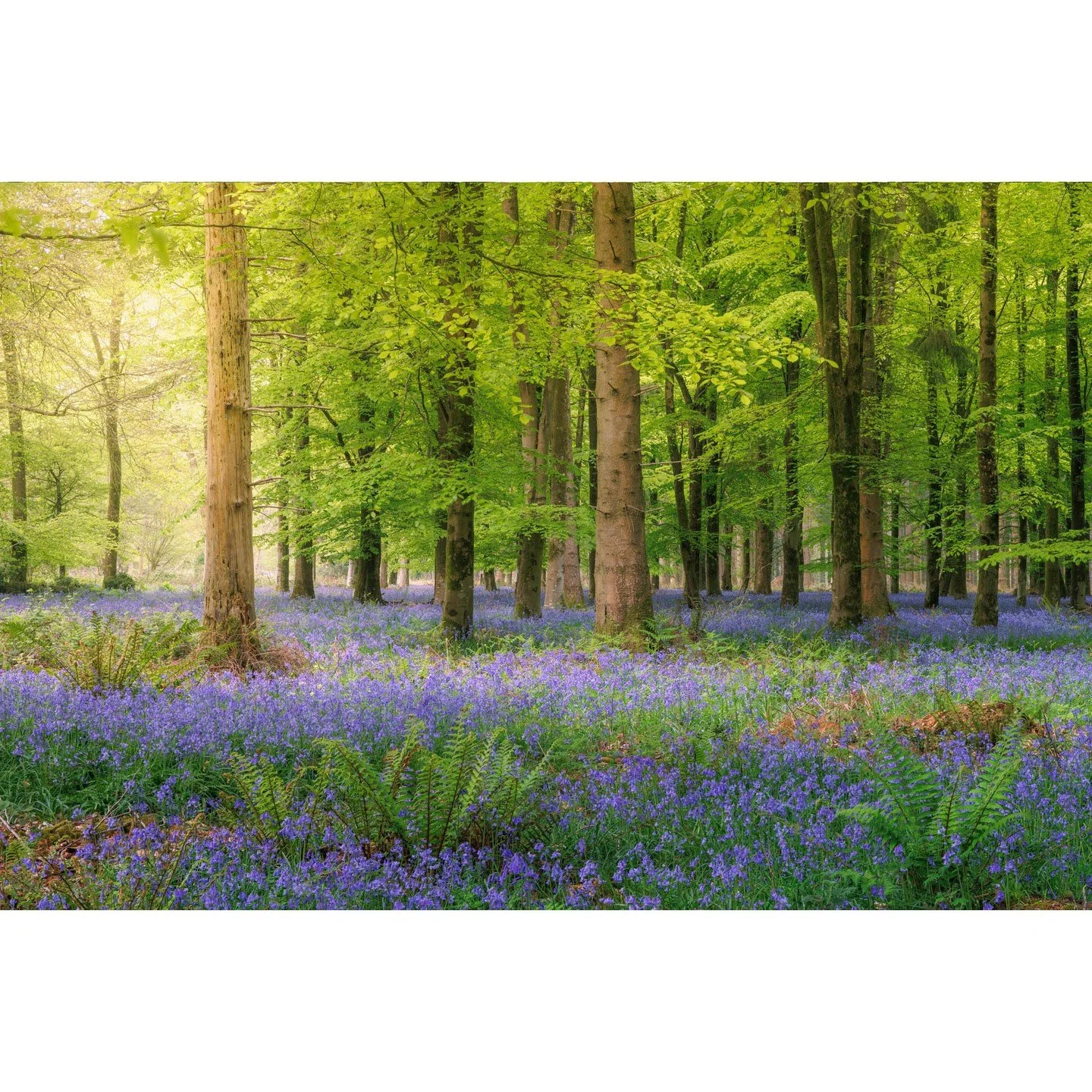 Bluebell season is here 🌿💜⁠
⁠
For just a few short weeks, forests transform into something magical &mdash; carpets of colour, soft light, and endless photo opportunities.⁠
⁠
But capturing it well? That&rsquo;s where most people struggle.⁠
⁠
In our 