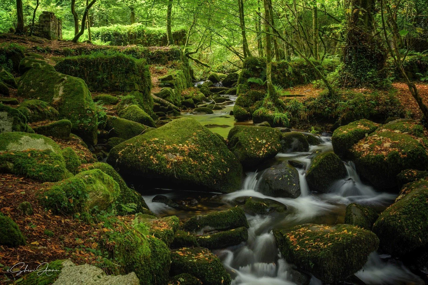 A little piece of calm, tucked away in the woods ❤🌿🌲⁠
⁠
Marvellous photo by member Sheri Anne @sheri_anne_photo in response to this month's assignment 'Woodland' 📸👏⁠
⁠
f/11 - 1/10 sec - ISO 100⁠
+ Polariser ⁠
⁠
Sheri writes, "A woodland in C