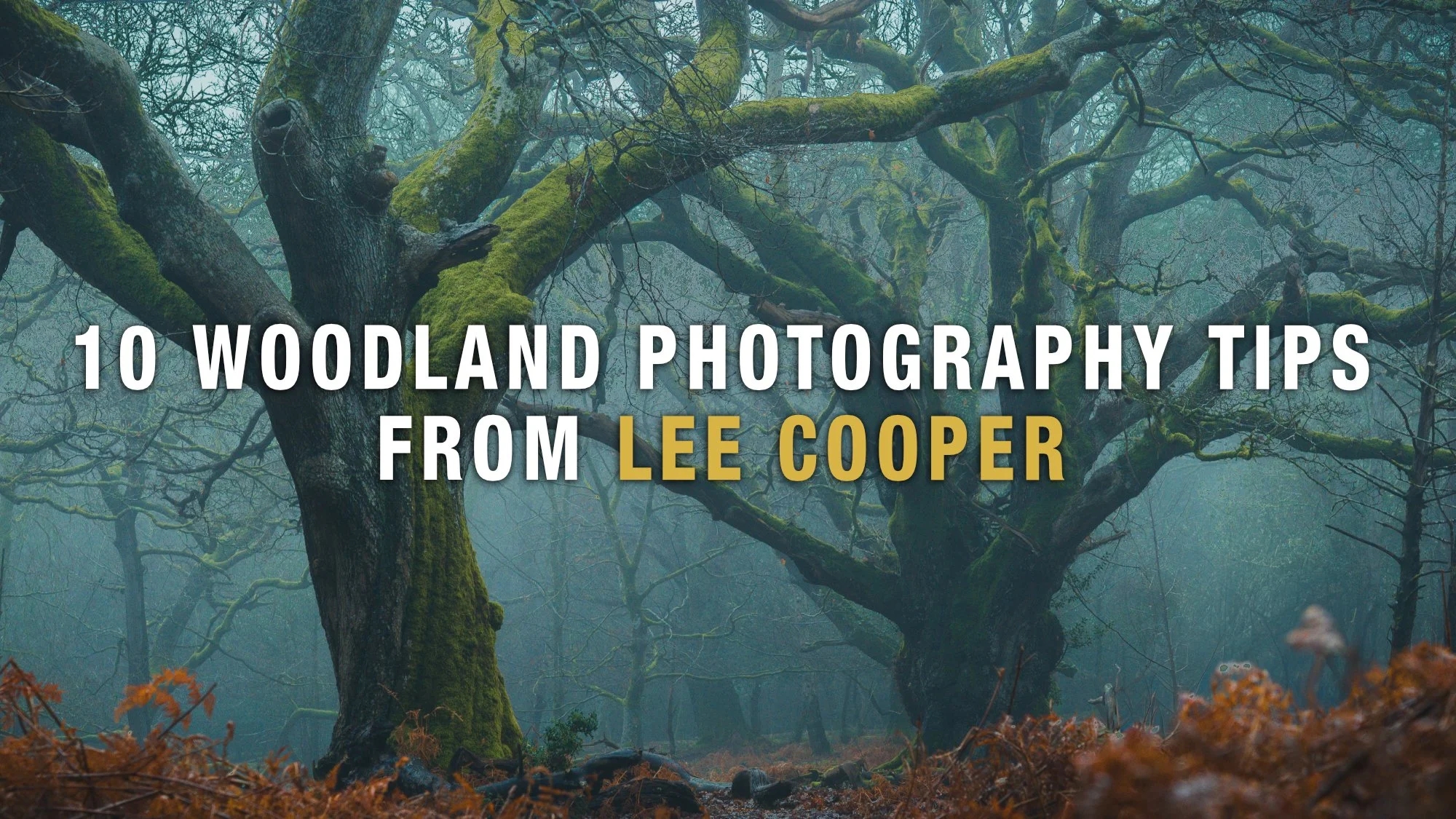 10 Woodland Photography Tips from Lee Cooper