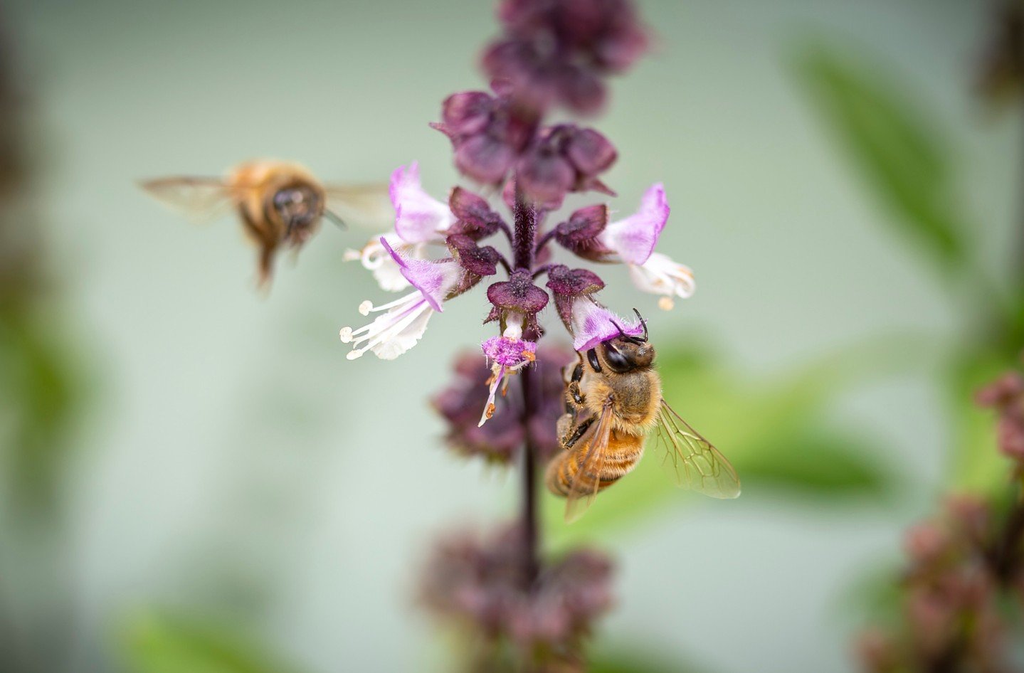 Busy bees in the garden! 🐝🌸 A beautiful moment captured as honey bees move from flower to flower in search of nectar. A lovely example of the tiny details we can discover through macro photography! 📸⁠
⁠
Photo by TSOP member Adrienne Meredith - @ou