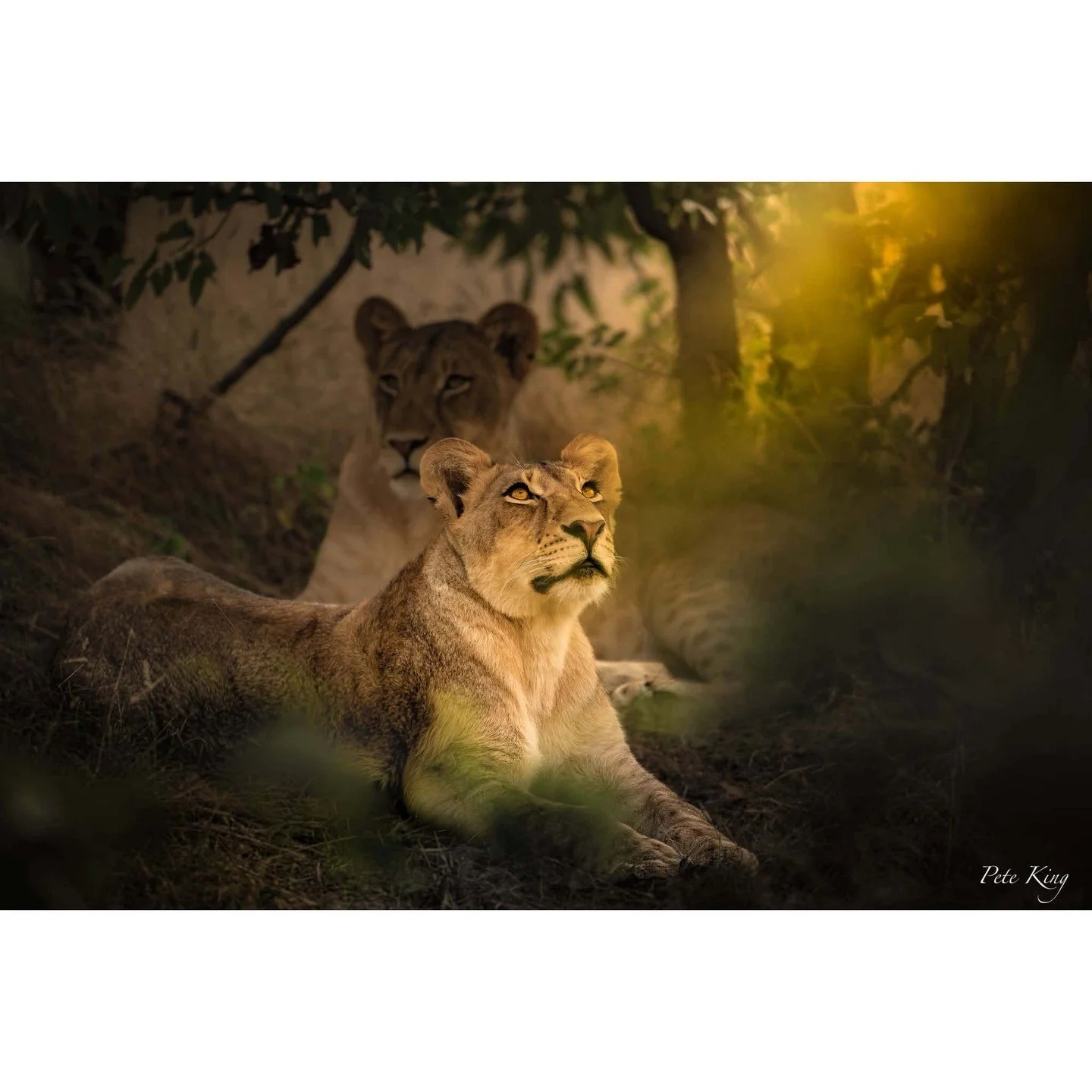Through the Lens of TSOP member Pete King &ndash; Wildlife in Africa 📸🦁🦓⁠
⁠
From breathtaking wildlife encounters to dramatic African skies, this stunning collection of photographs was captured by Pete during his trip to Africa - @pete.king_photog