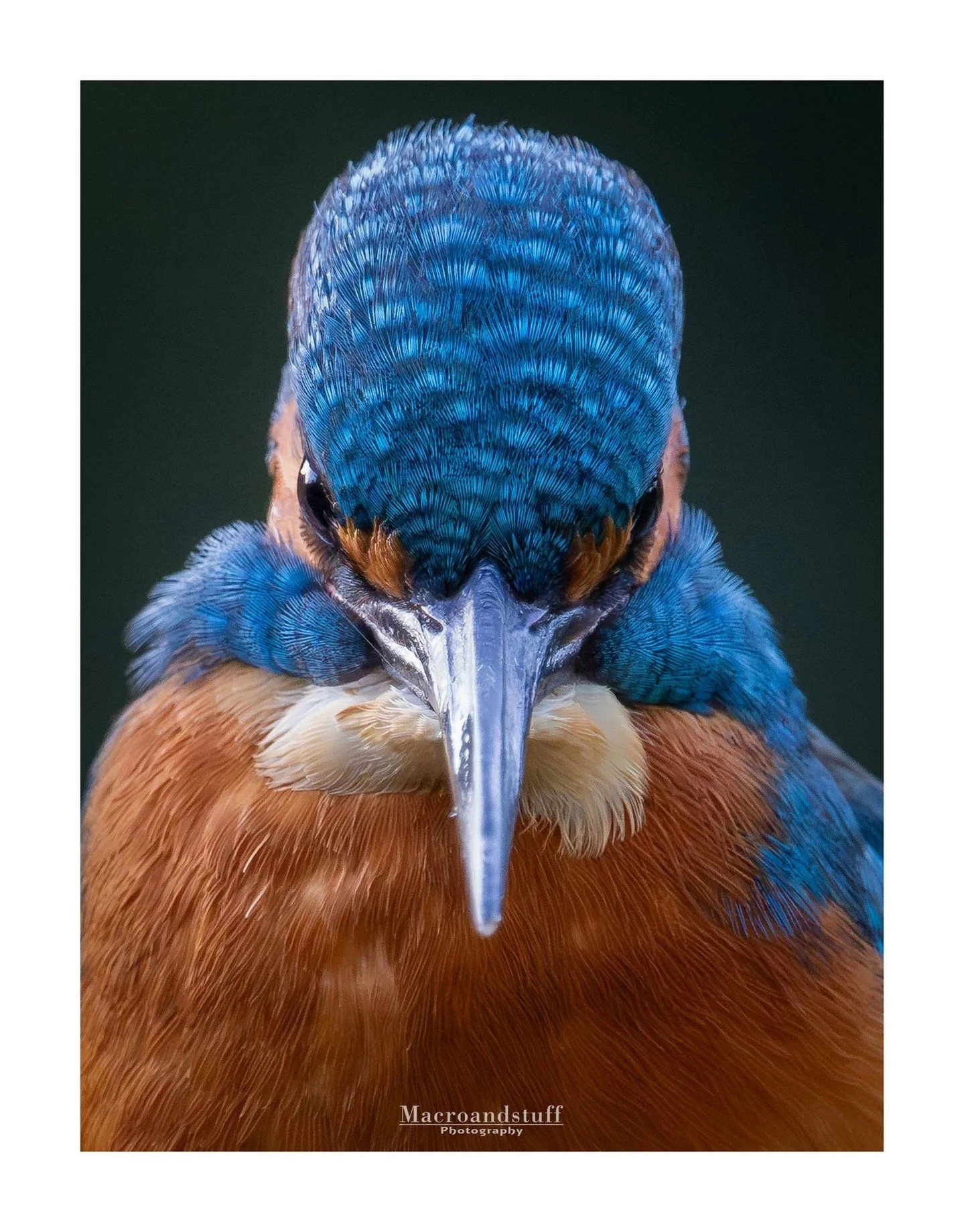 Up close and personal with a kingfisher! 🐦📸⁠
⁠
The incredible colours, intricate feather details and intense gaze make this a striking wildlife portrait. A beautiful example of the detail you can capture through photography! 💙🧡⁠
⁠
Photo by TSOP m