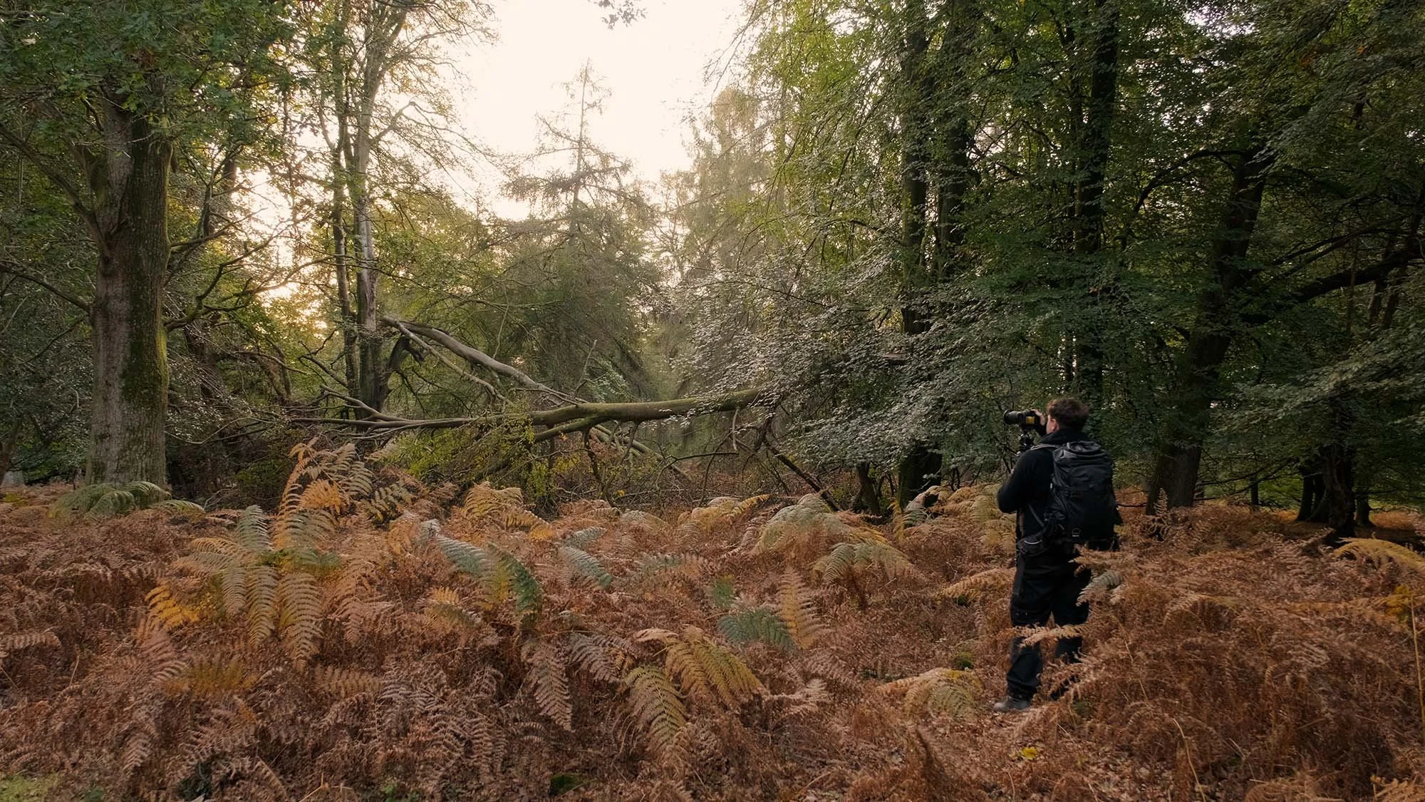 Forest photography safety awareness in woodland terrain