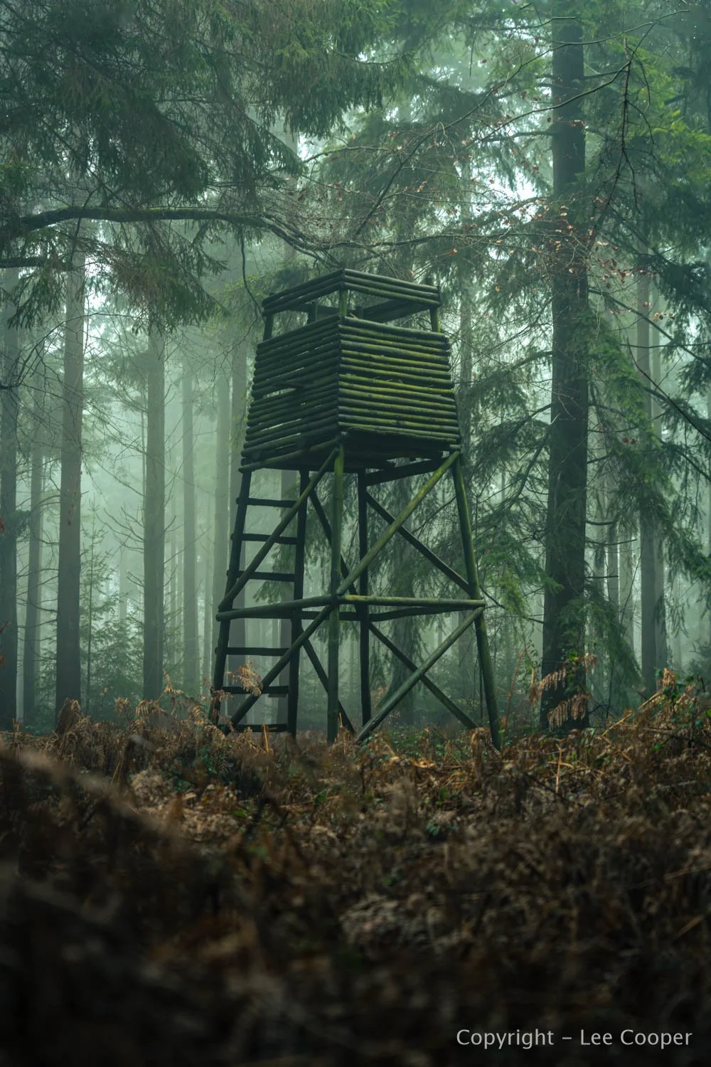 structure in a forest
