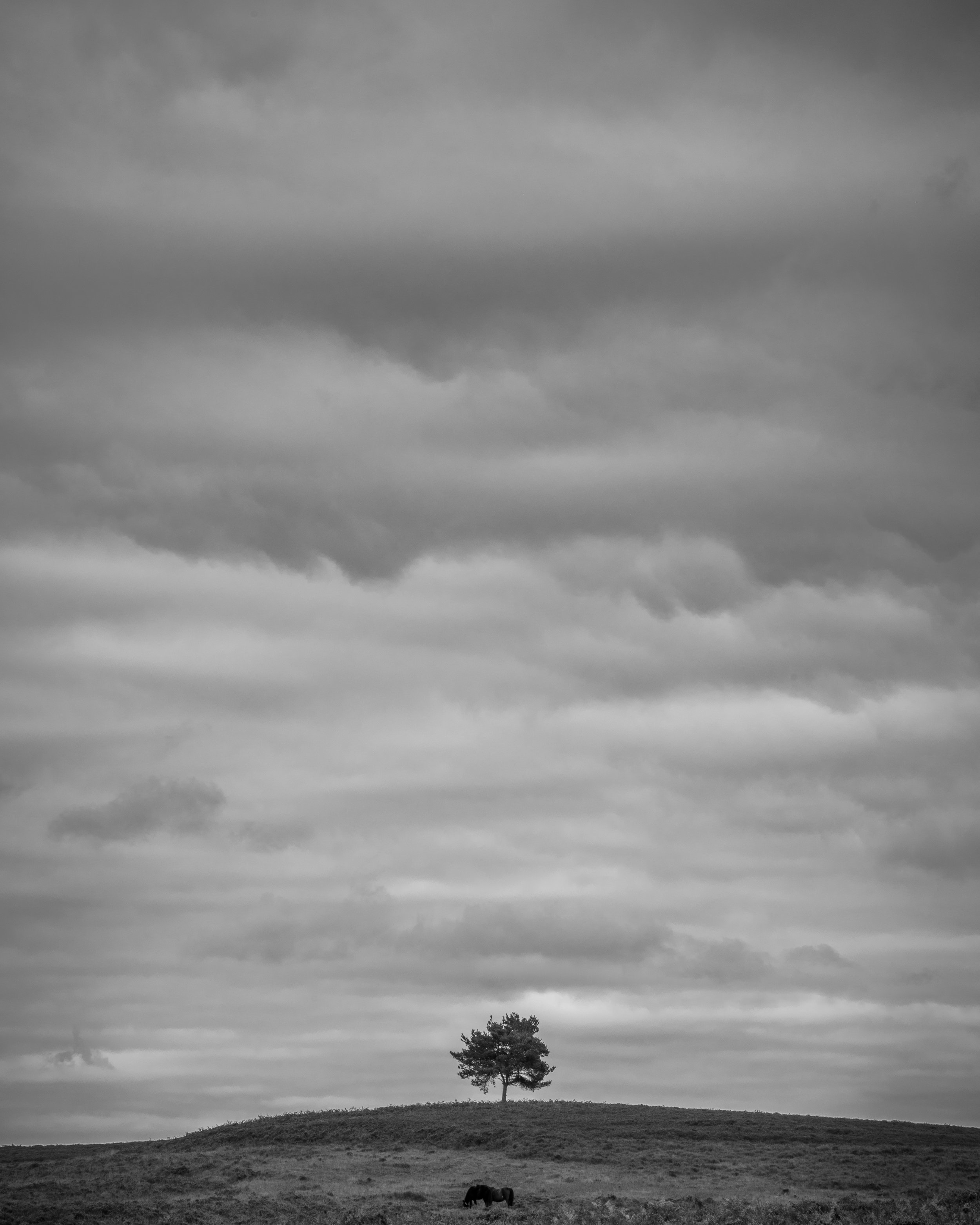 Final image of a tree in a landscape with a dramatic sky